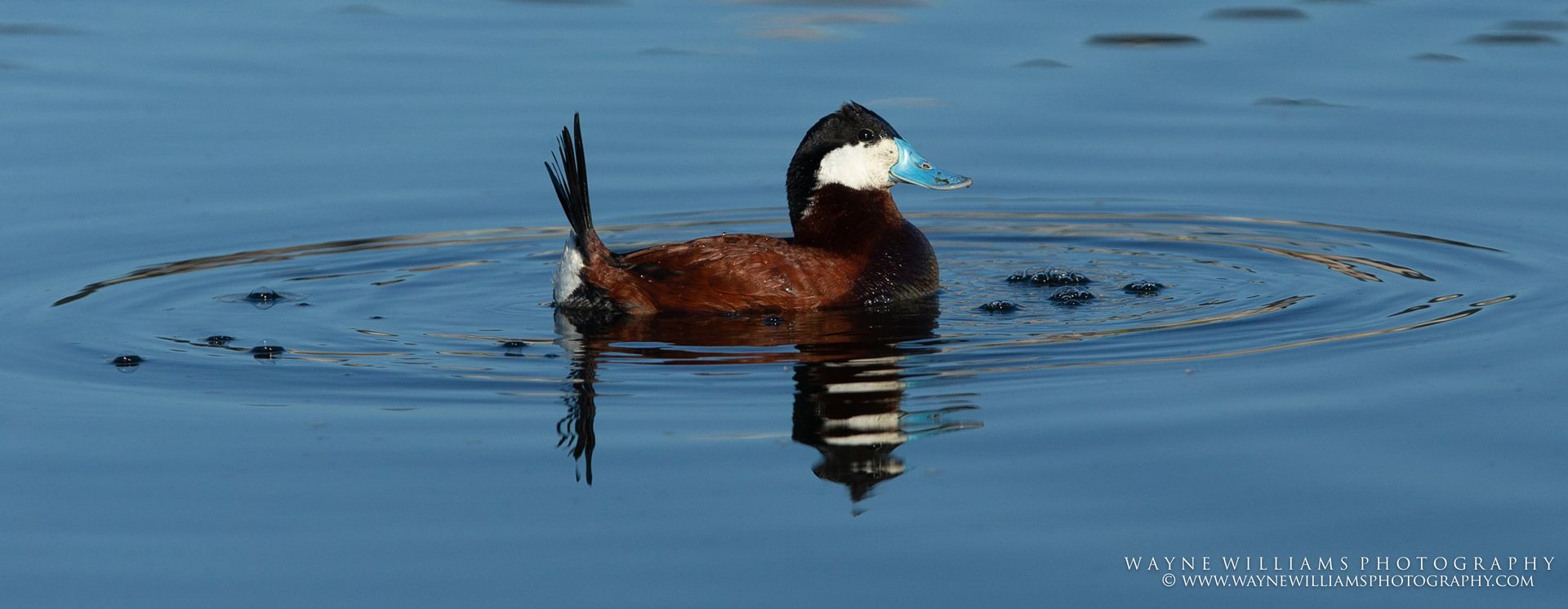 A brown and white duck is swimming in the water.