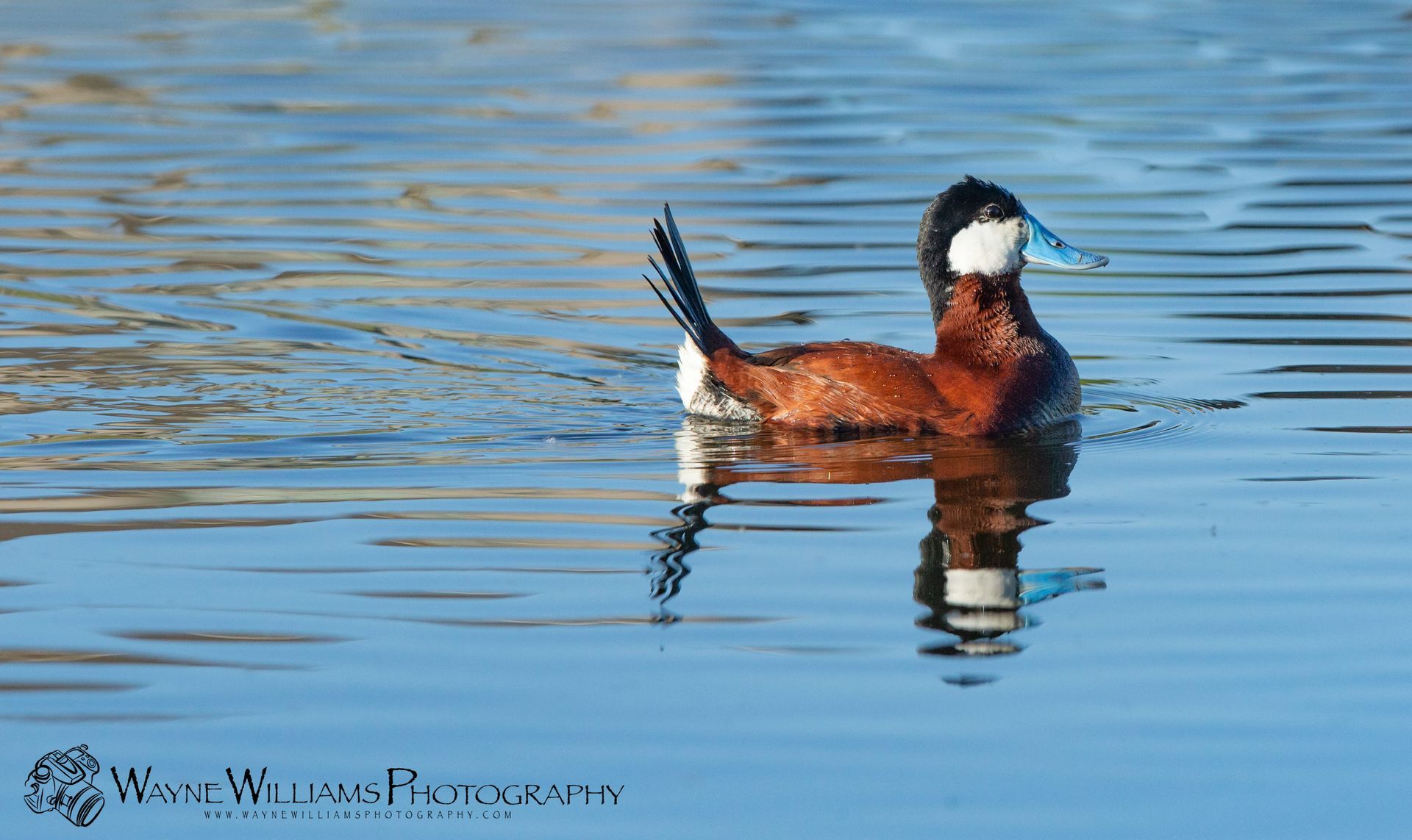A brown and white duck is swimming in the water.