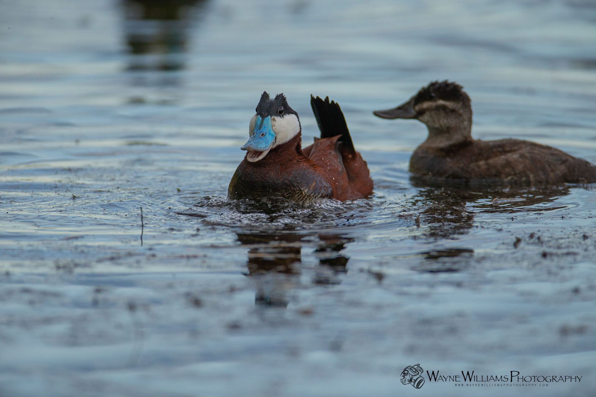 A couple of ducks are swimming in the water.