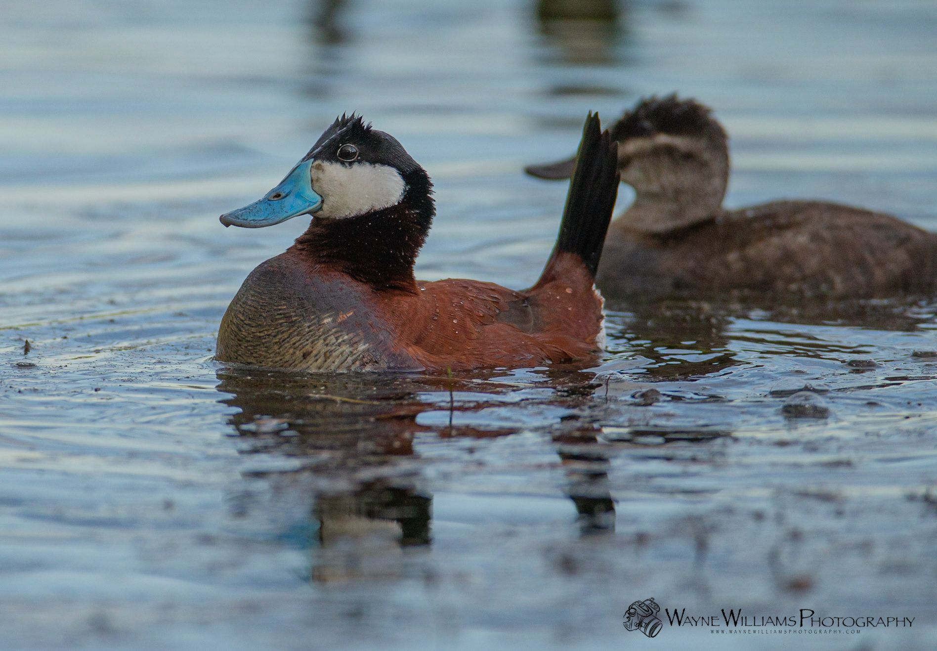 A duck with a blue beak is swimming in the water.