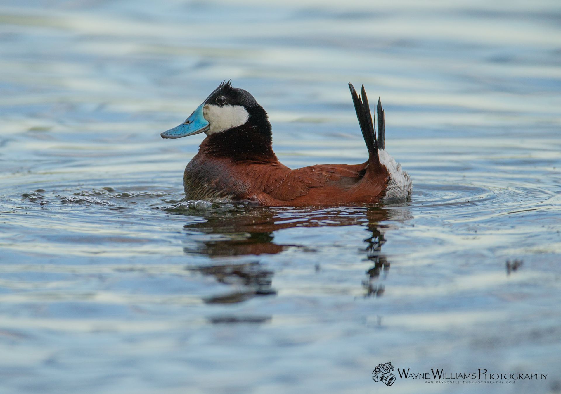 A duck with a blue beak is swimming in the water.