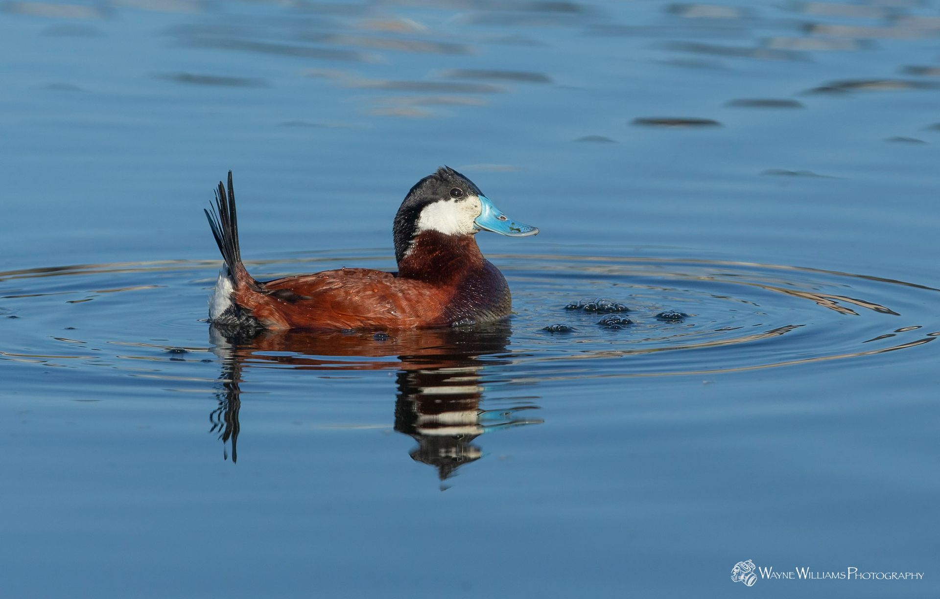 A brown and white duck is swimming in the water.