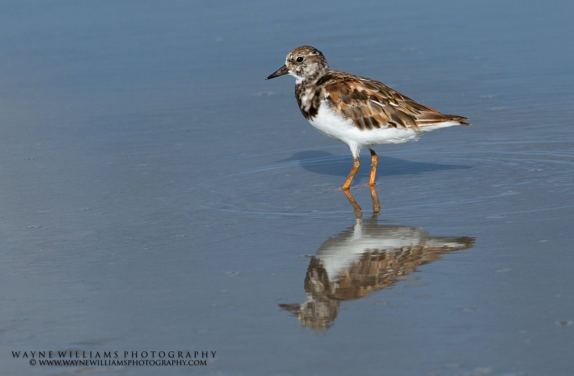 A small brown and white bird is standing on one leg in the water.