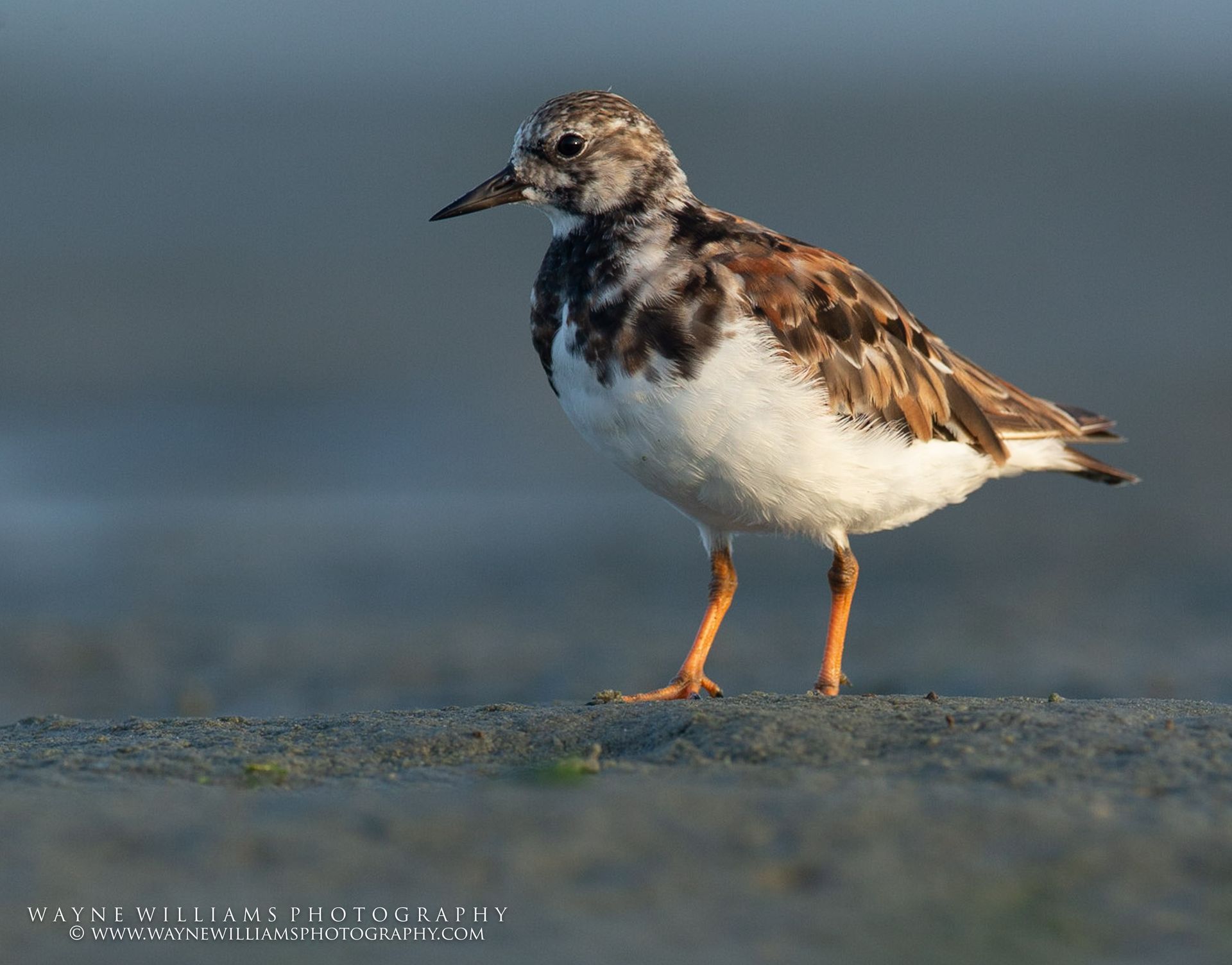 A small brown and white bird is standing on a rock on the beach.