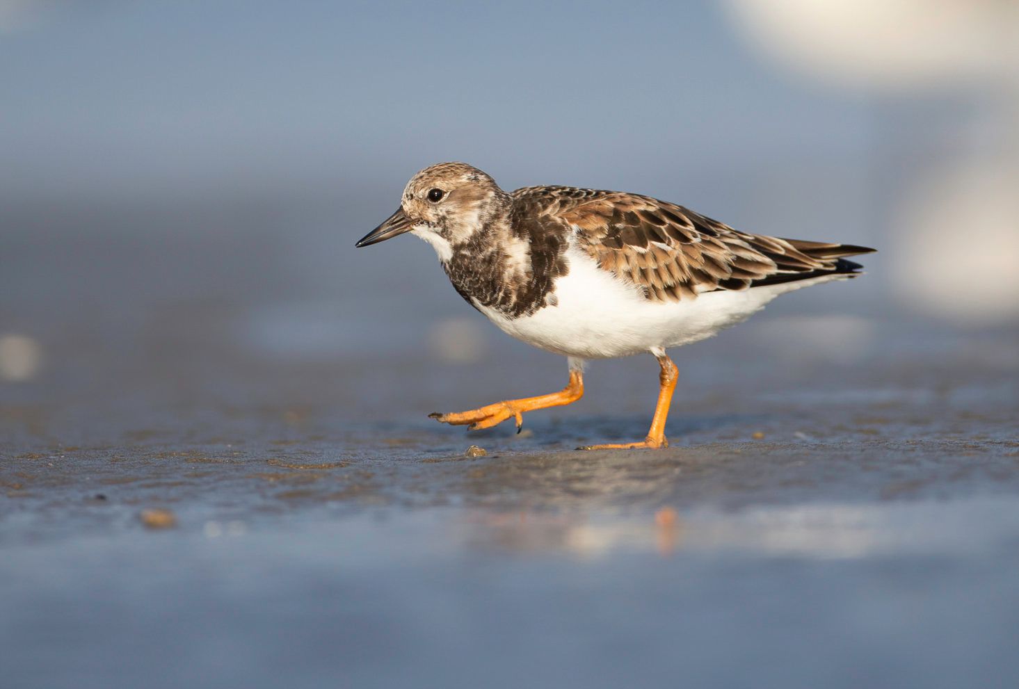A small brown and white bird with orange legs is walking on the beach.