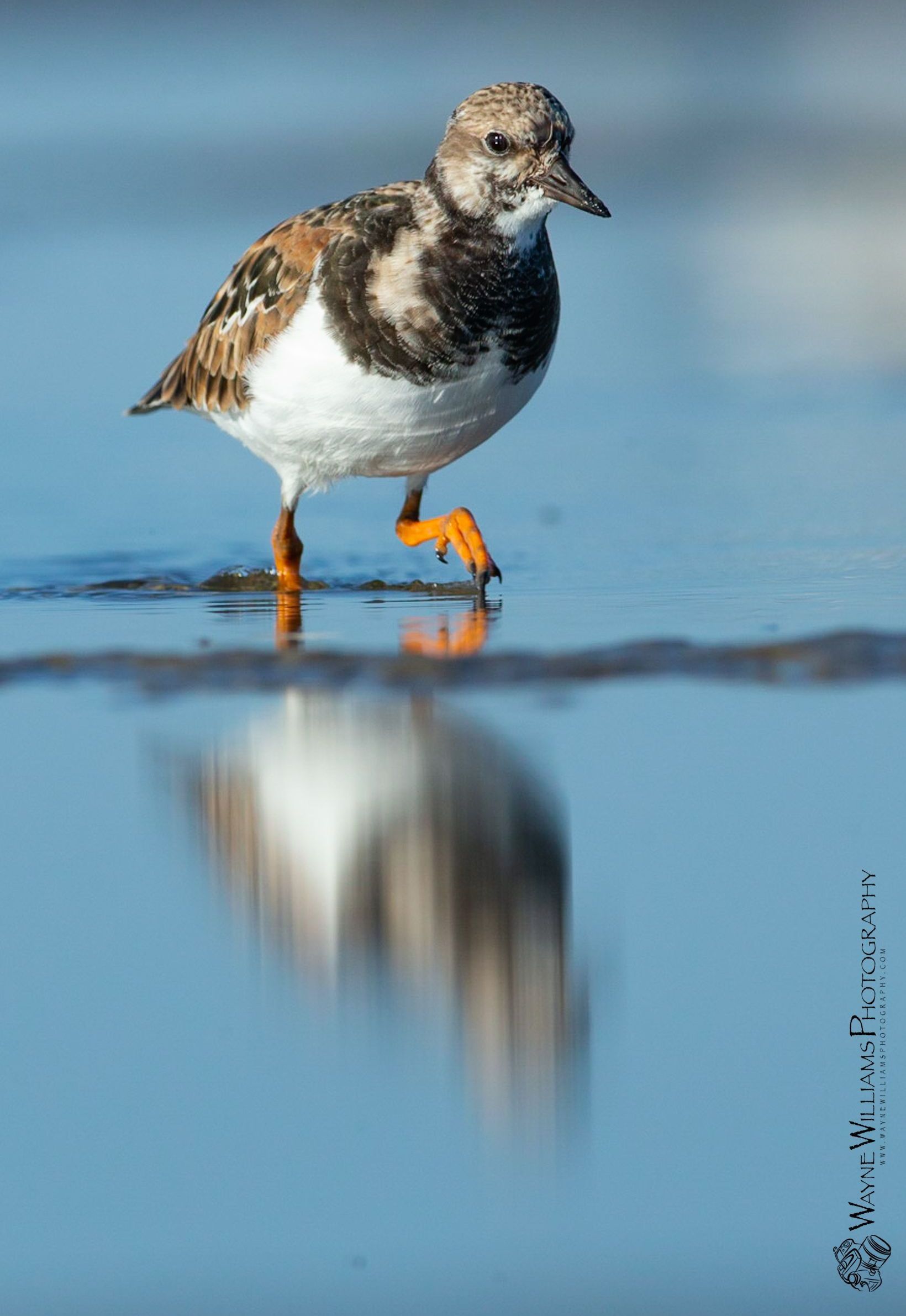 A small bird is standing on the edge of a body of water.