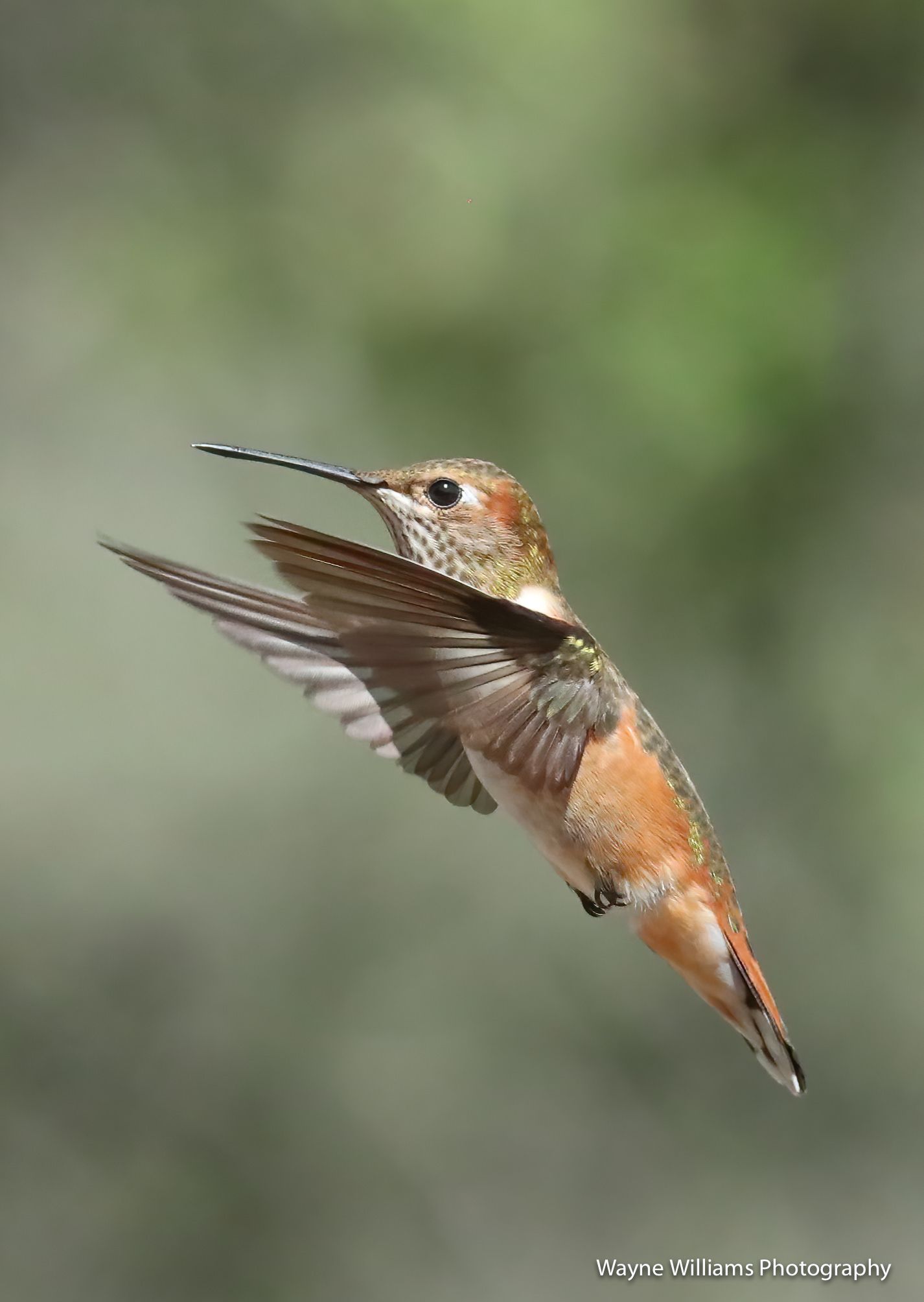 A hummingbird is flying in the air with its wings spread.