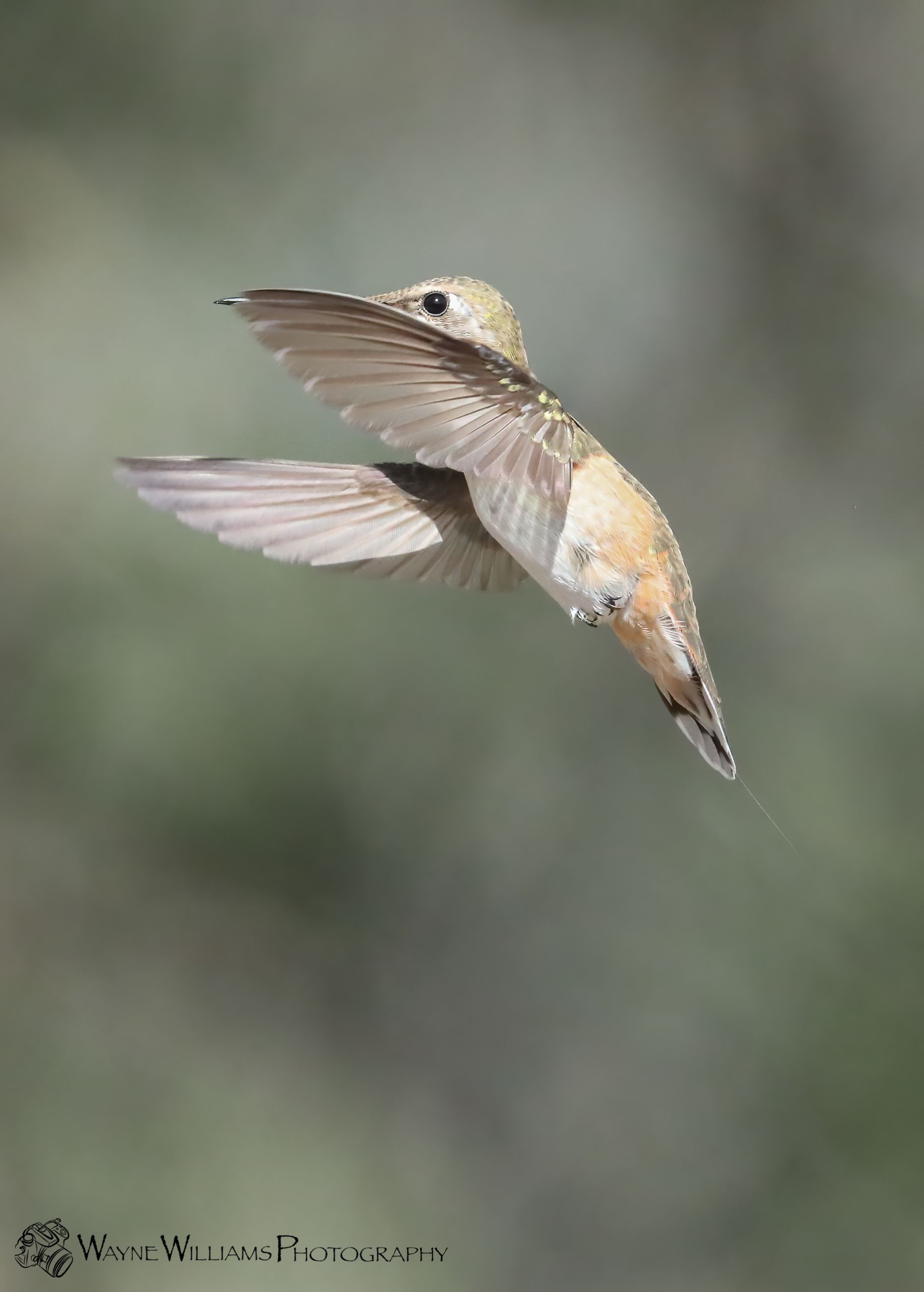 A hummingbird is flying in the air with its wings spread.