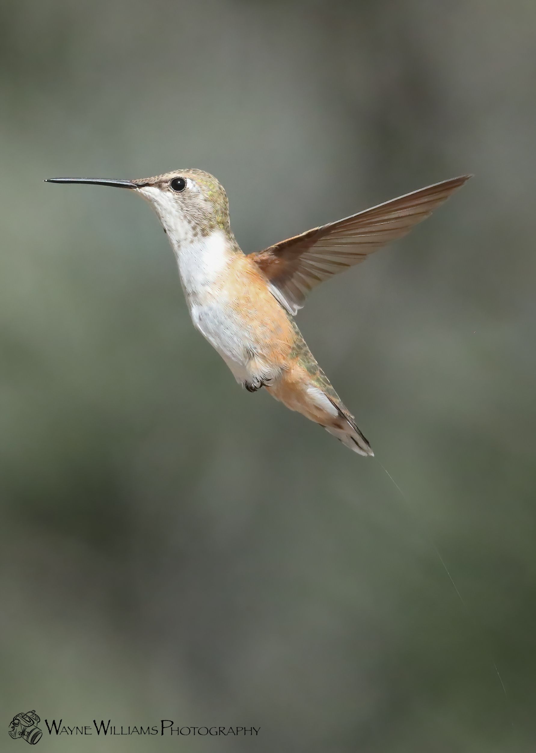 A hummingbird is flying in the air with its wings spread.