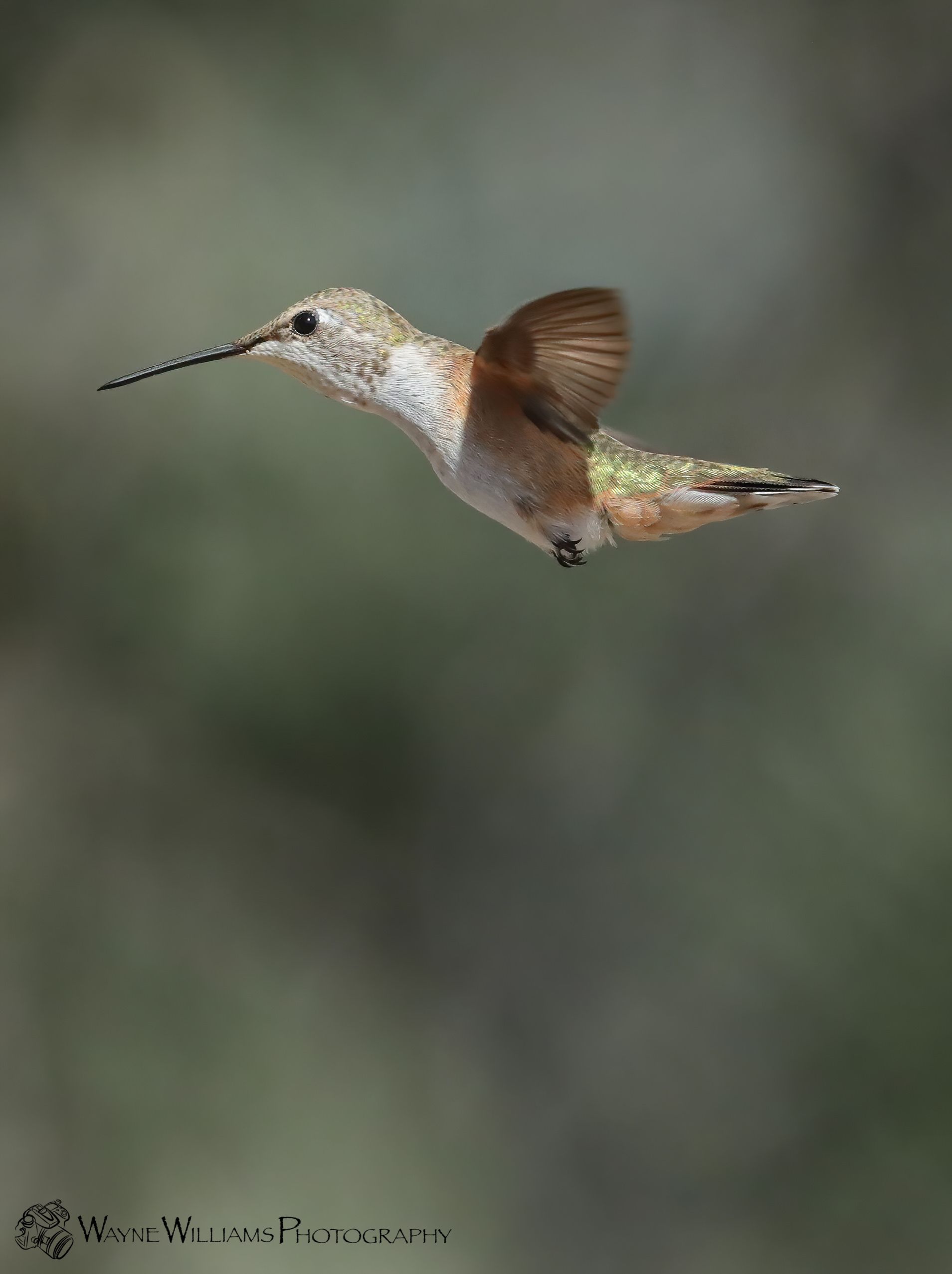 A hummingbird with a long beak is flying in the air
