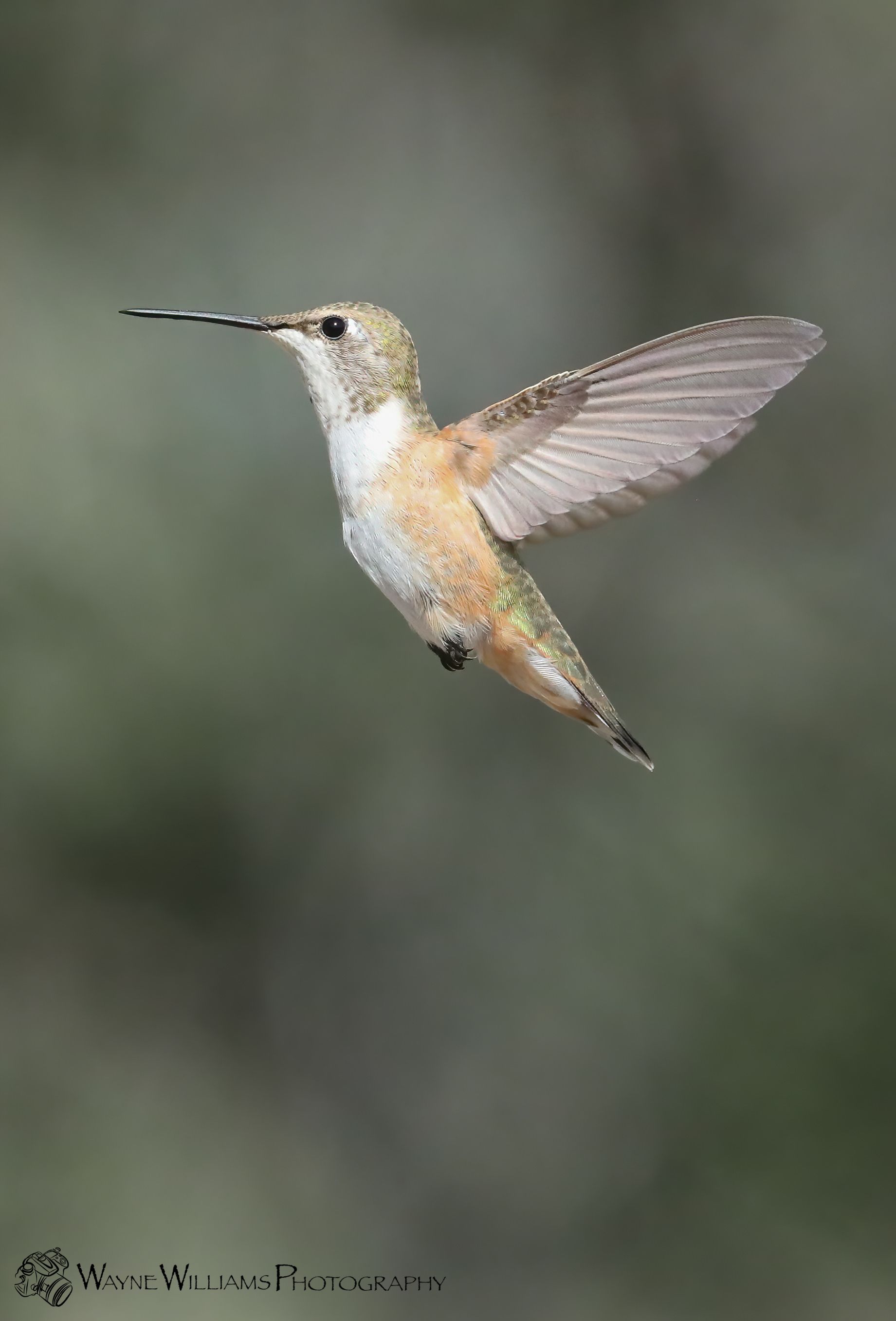 A hummingbird is flying in the air with its wings spread.