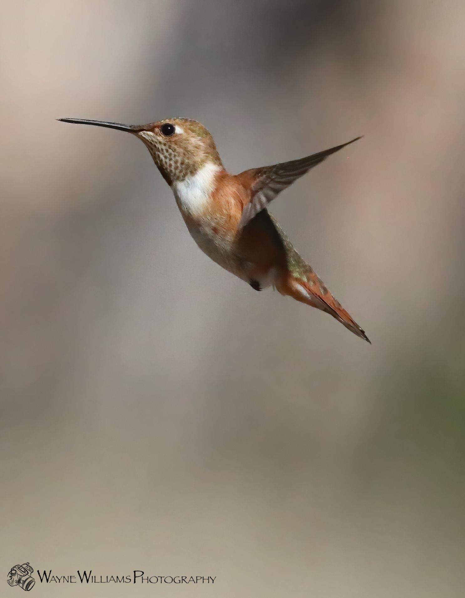 A hummingbird with a long beak is flying in the air