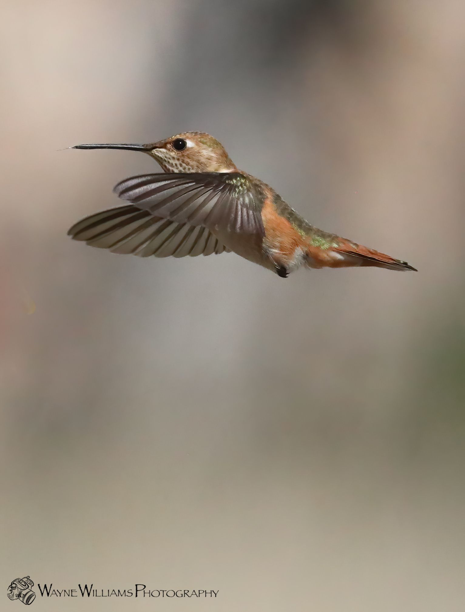 A hummingbird is flying in the air with its wings spread.