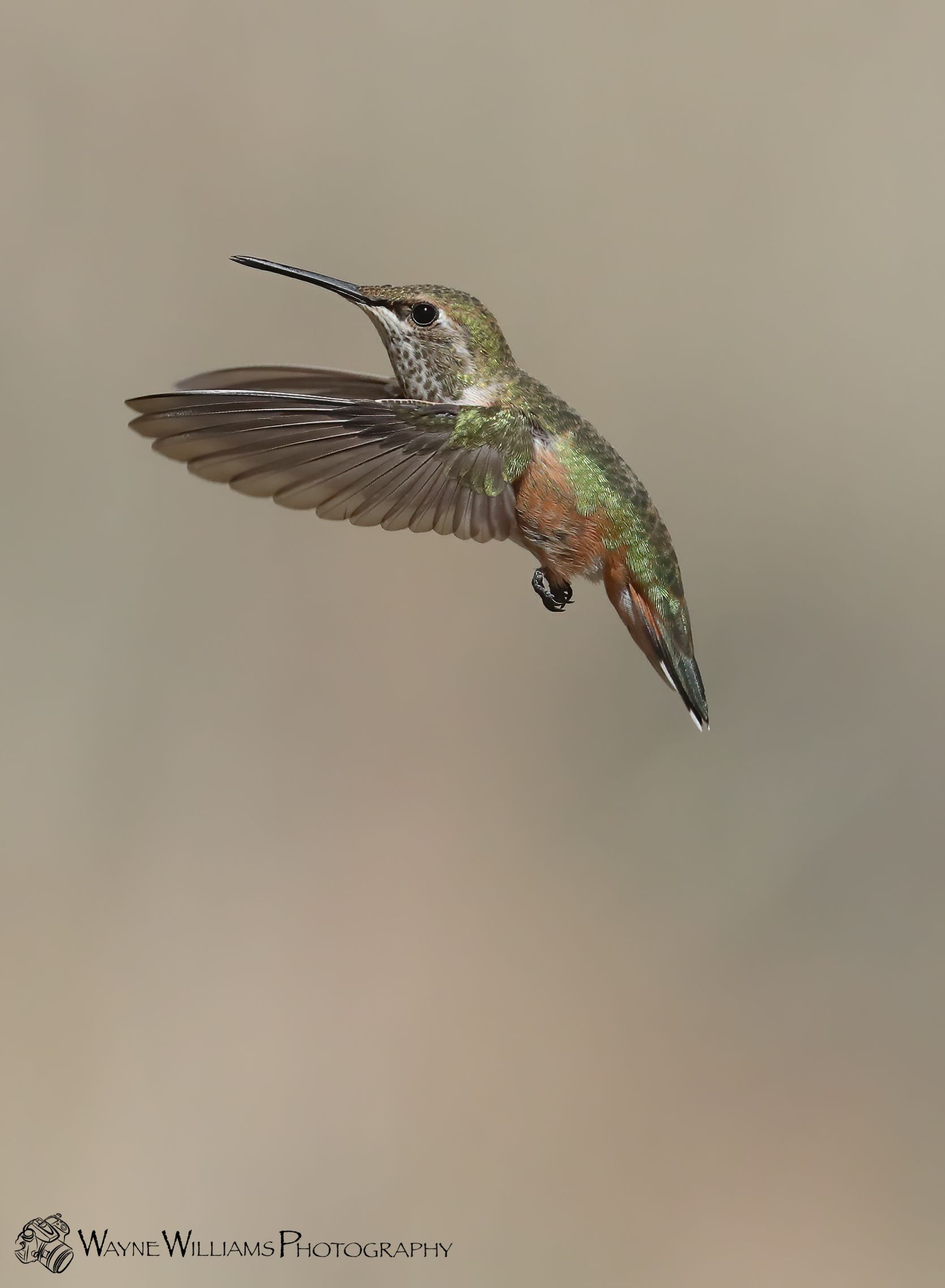 A hummingbird is flying in the air with its beak open.