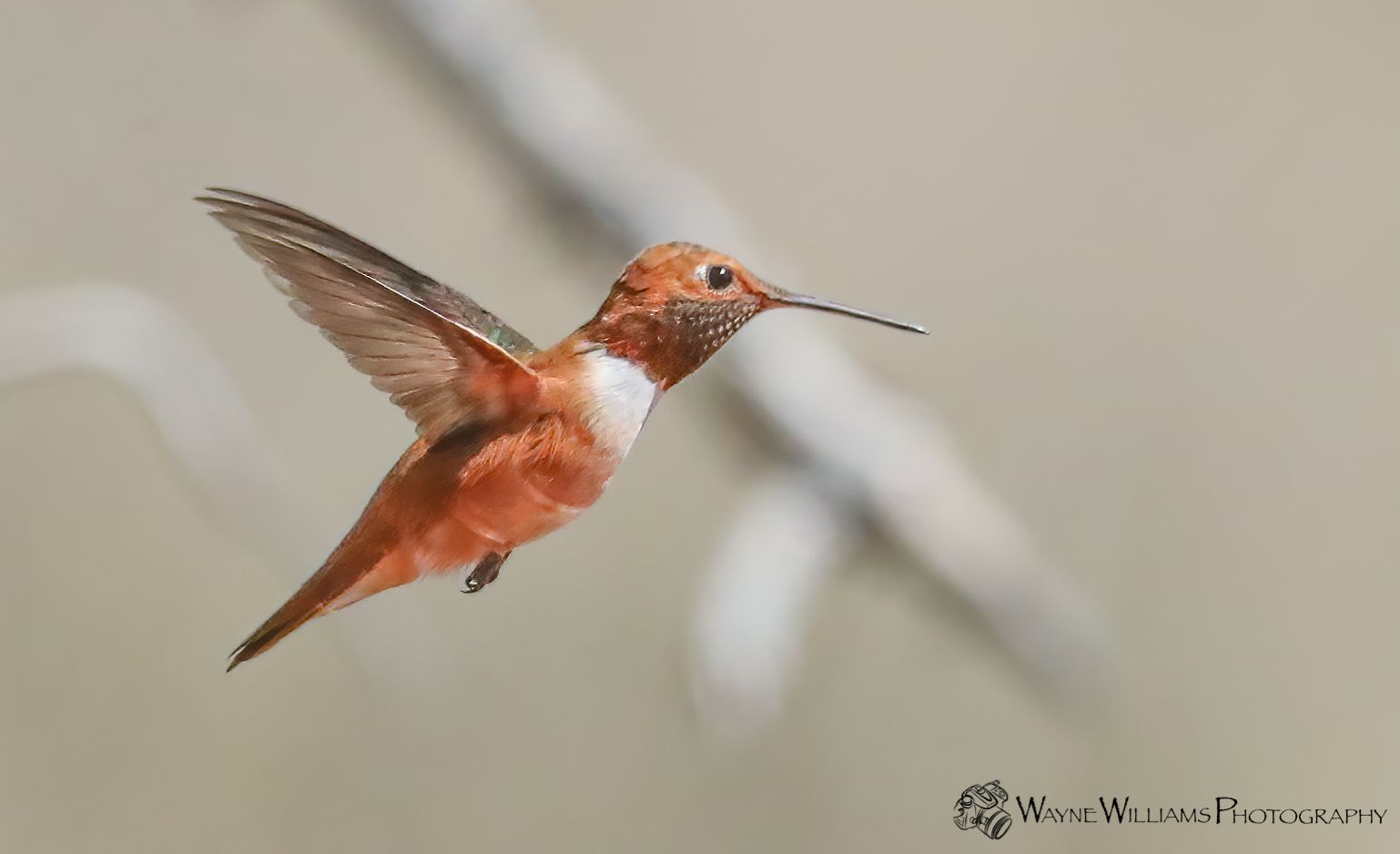 A hummingbird is flying over a tree branch.