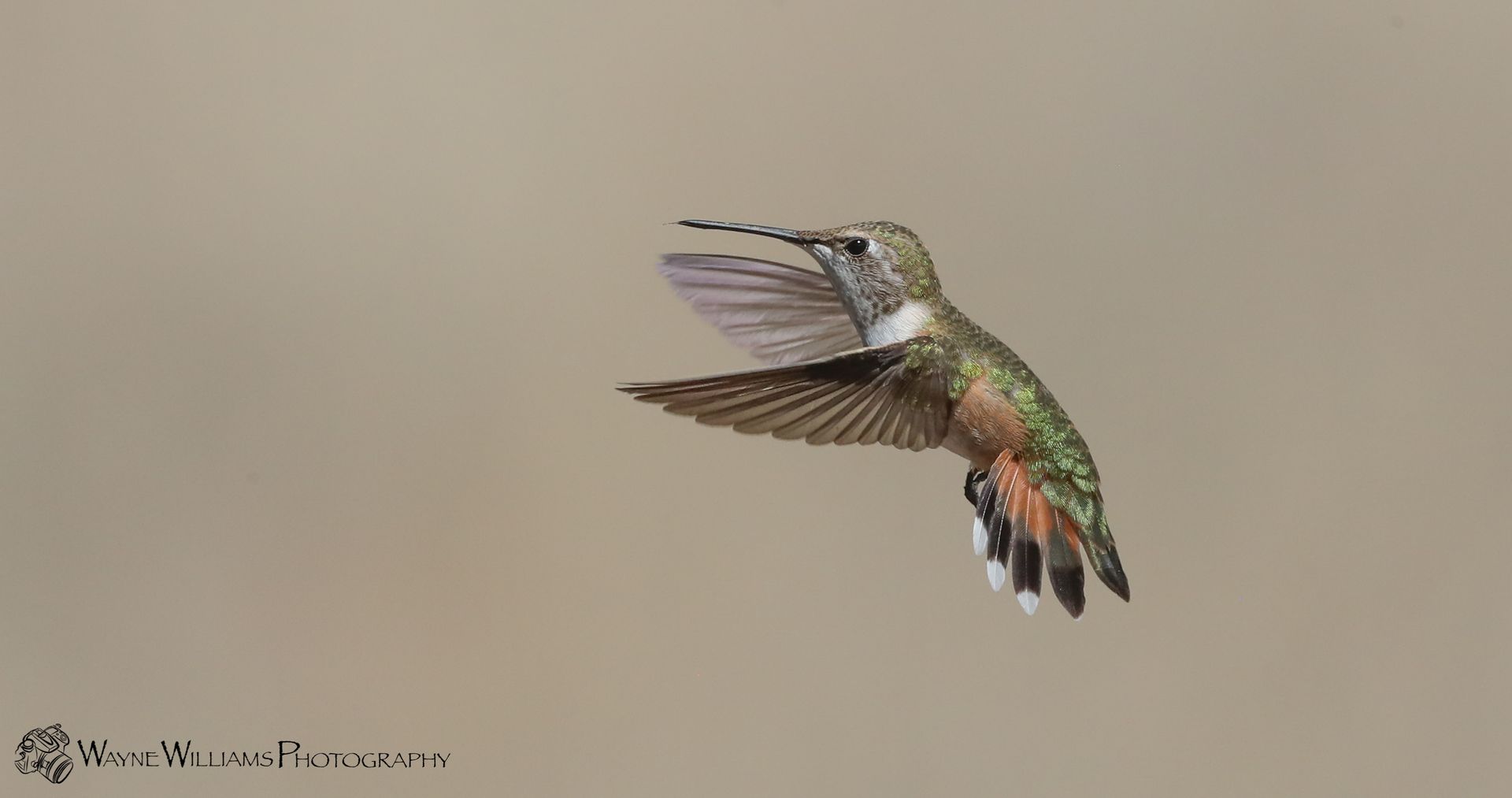A hummingbird is flying in the air with its wings spread.