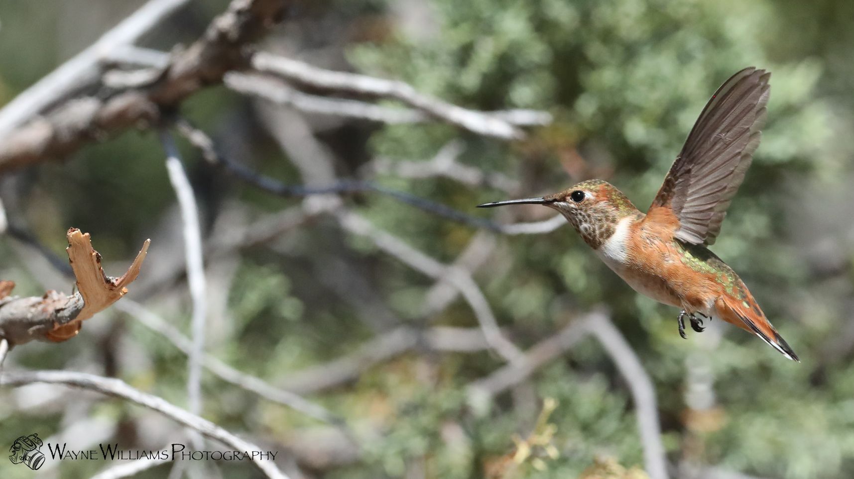 A hummingbird is flying over a tree branch.