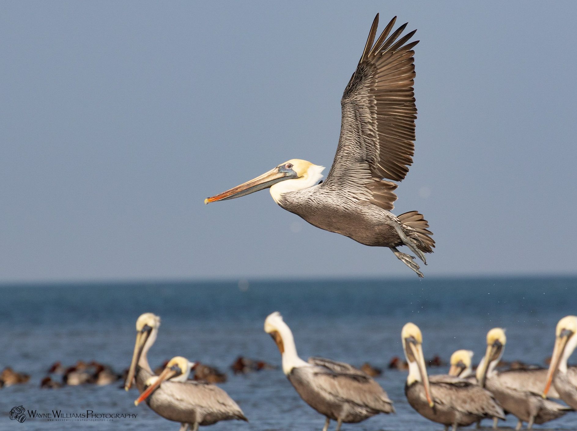 A pelican is flying over a group of pelicans standing in the water.