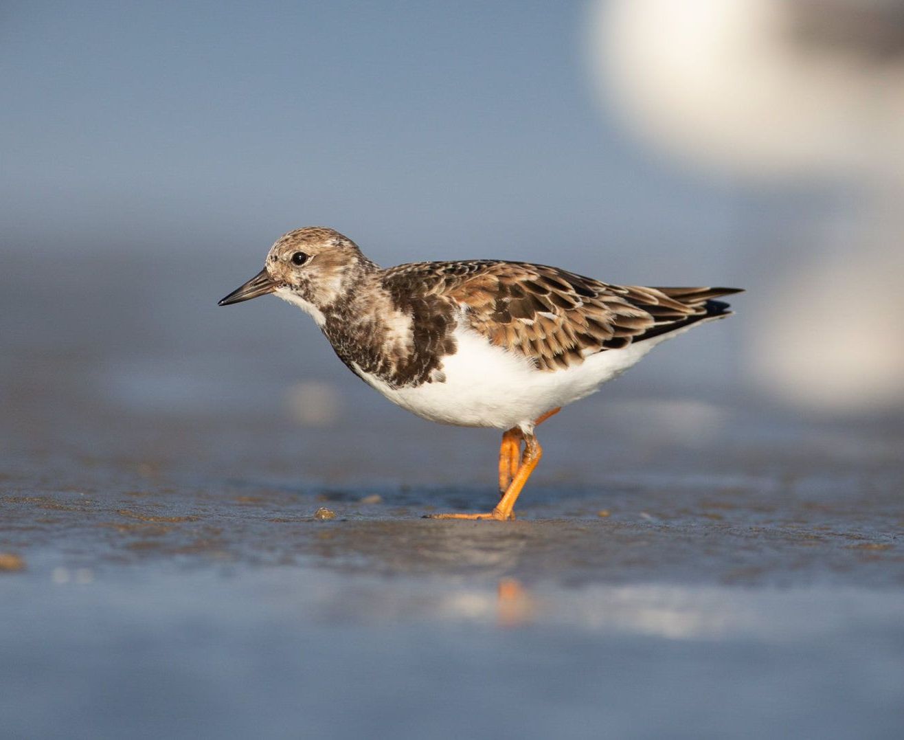 A small brown and white bird is walking on the beach.