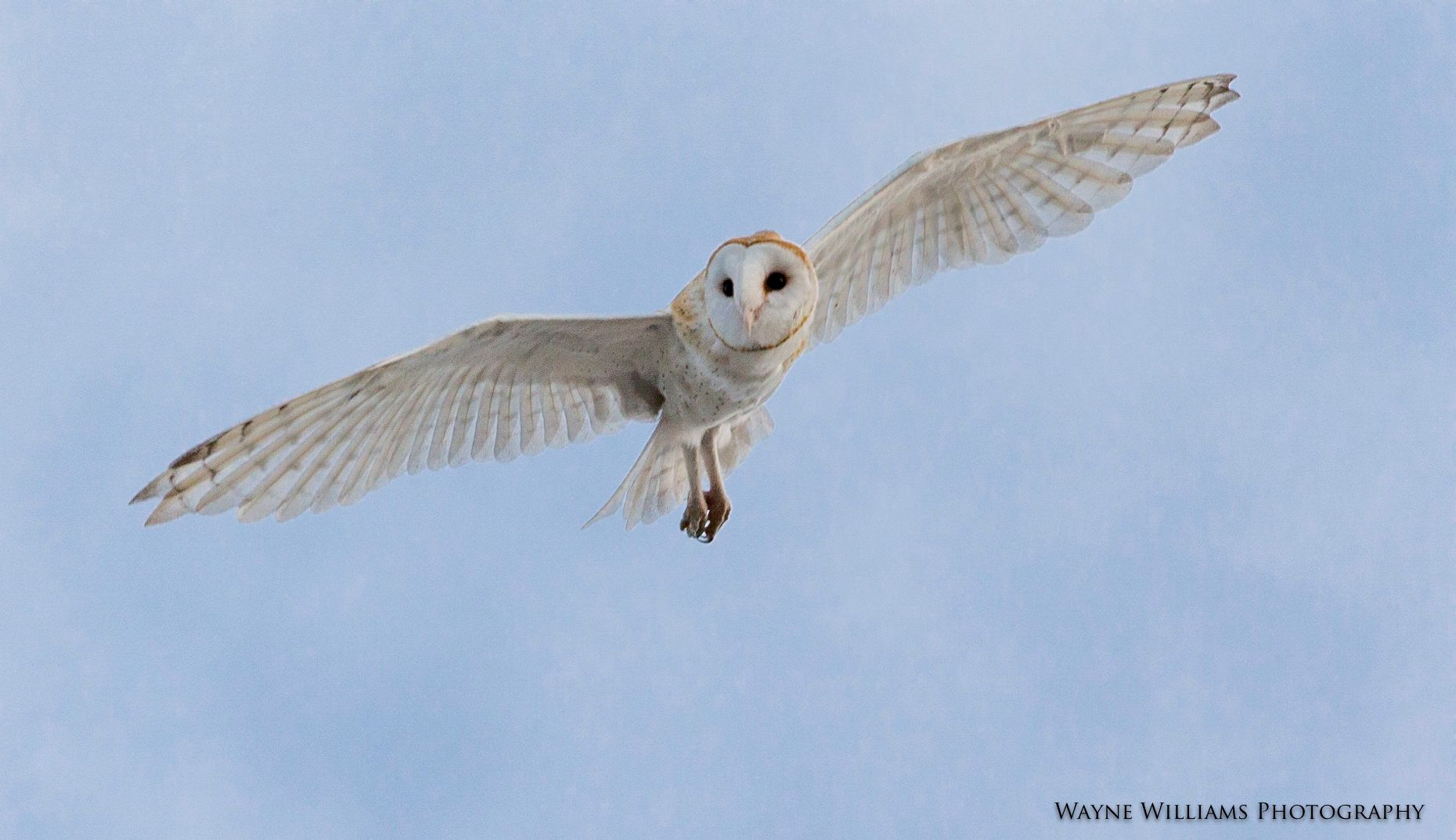 A barn owl is flying through a blue sky.