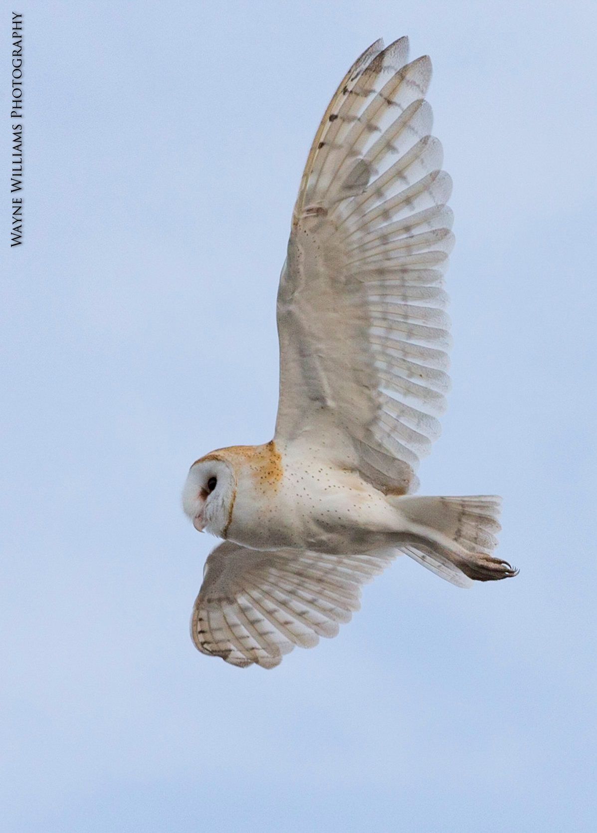 A barn owl is flying in the sky with its wings spread.