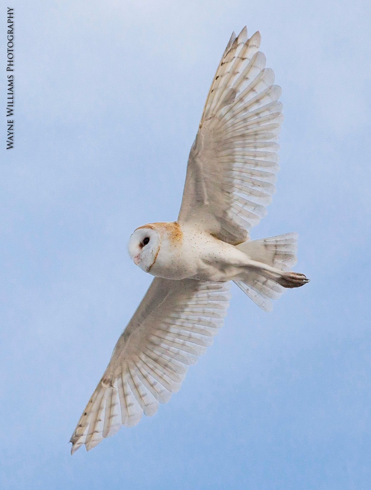 A barn owl is flying through a blue sky