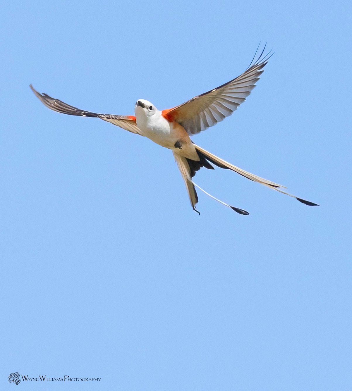 A bird with a long tail is flying in the sky