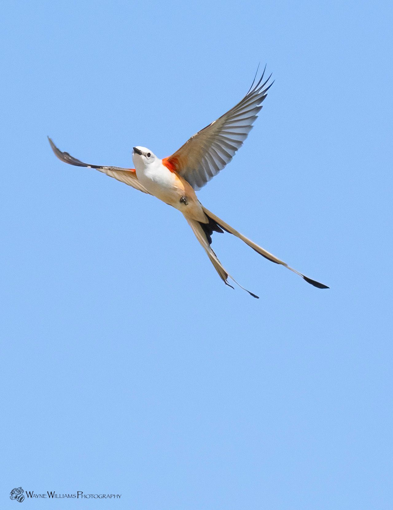 A bird with a long tail is flying in the sky