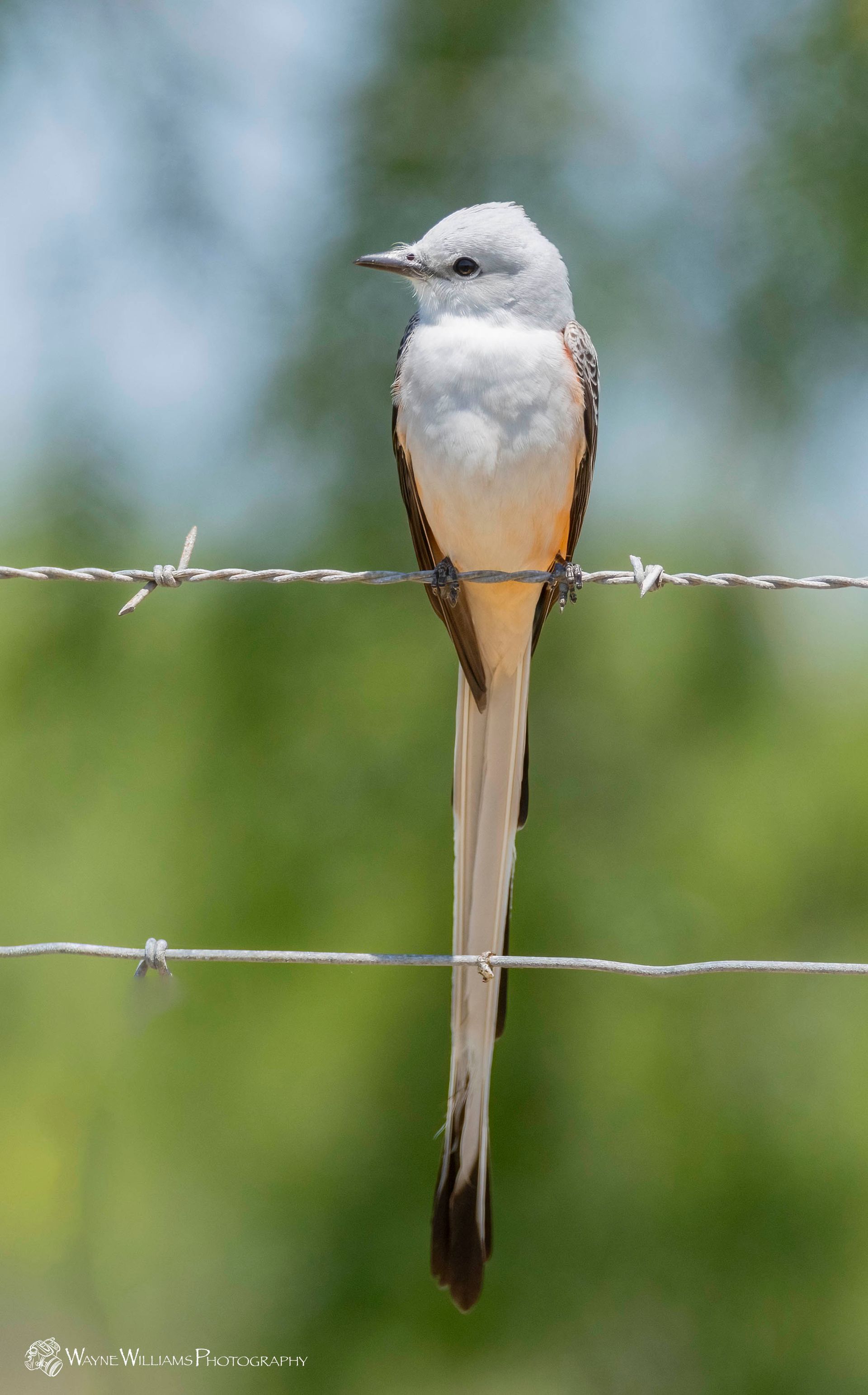 A small bird perched on a barbed wire fence.