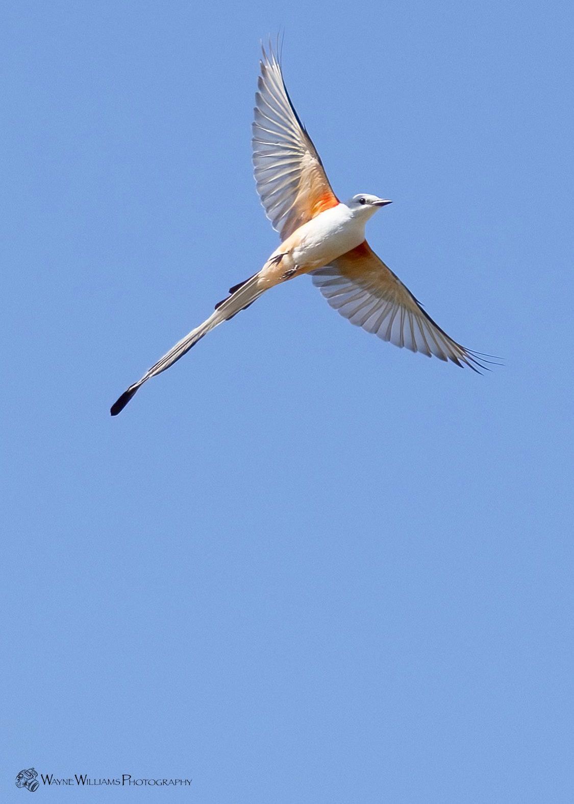 A bird with a long tail is flying in the sky.