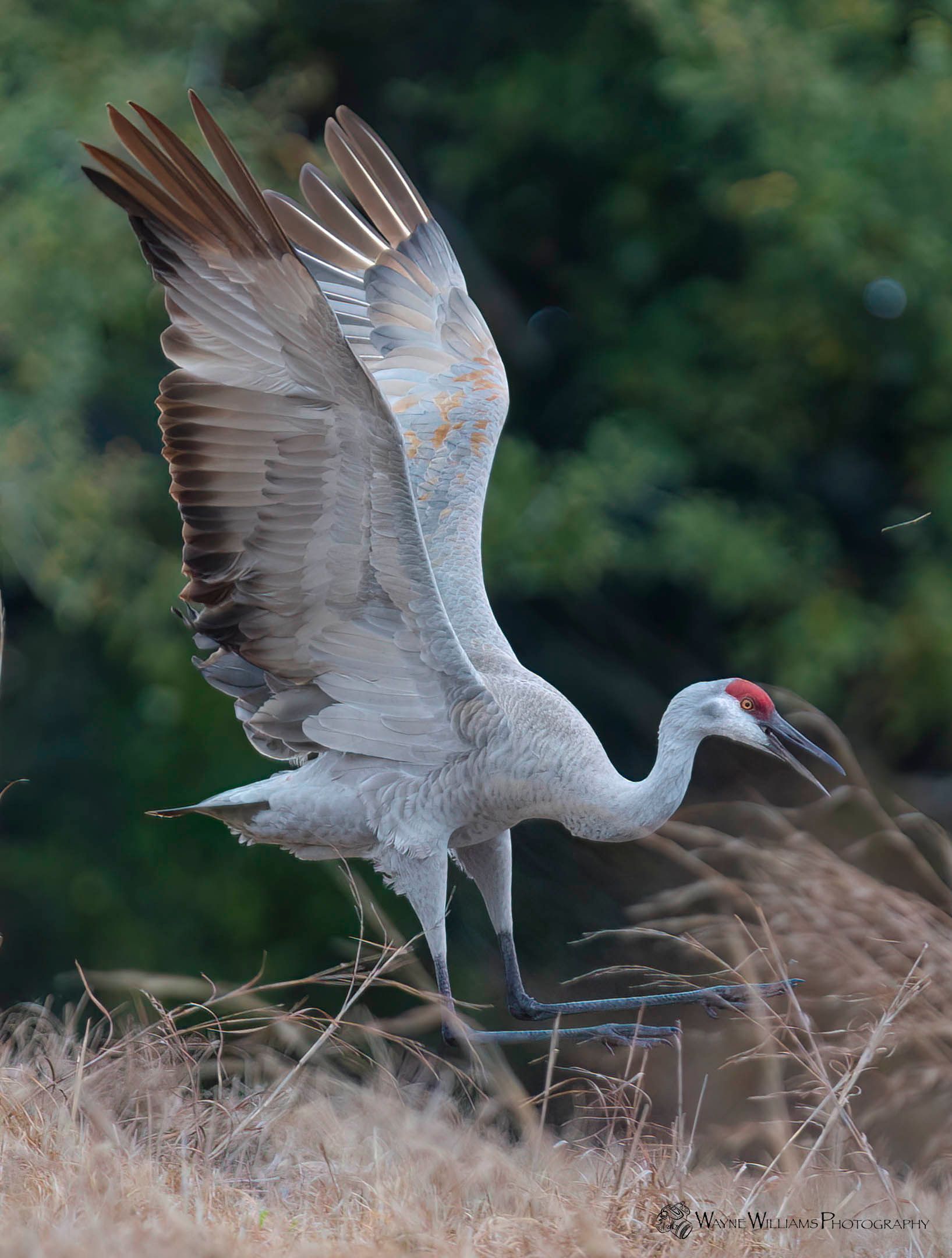 A bird with its wings spread is standing in the grass.