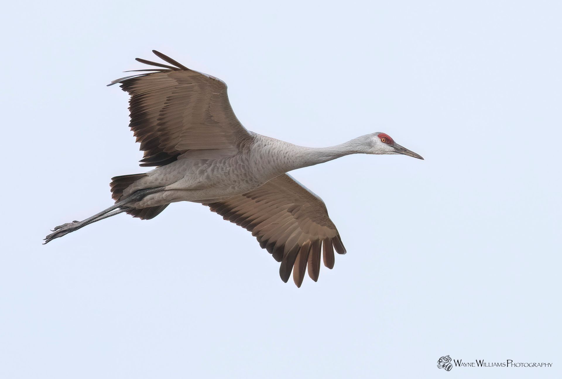 A crane is flying in the sky with its wings spread