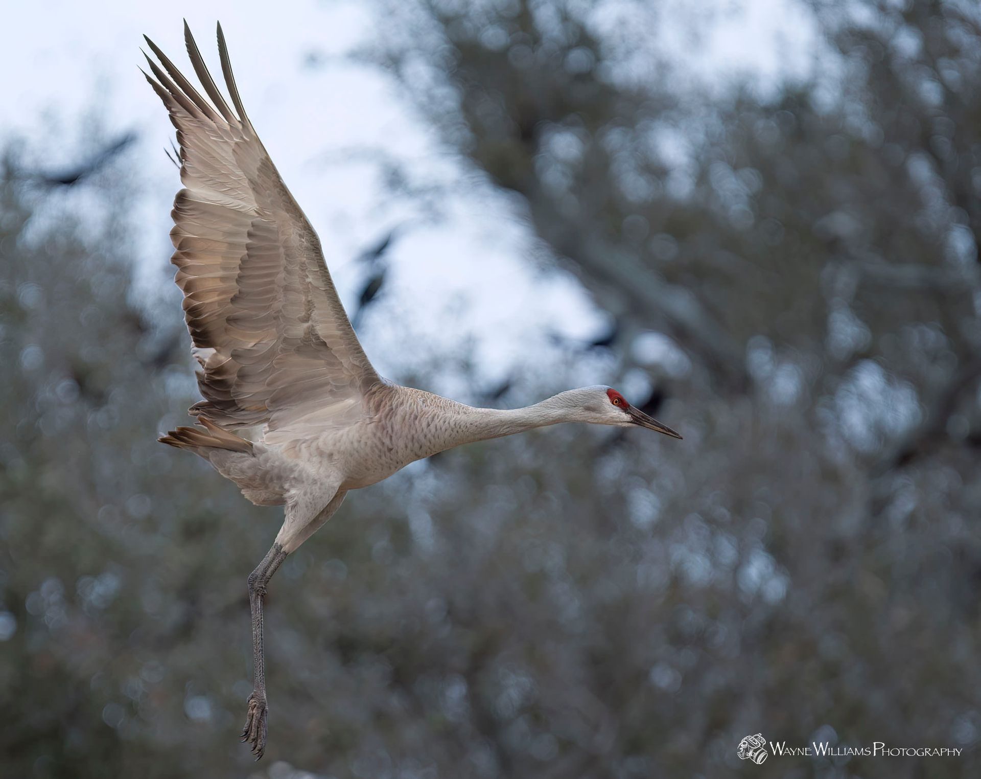 A bird with a red beak is flying in the air