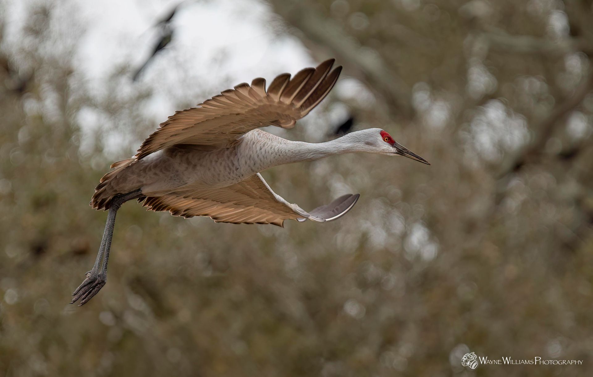 A crane is flying through the air with its wings spread.