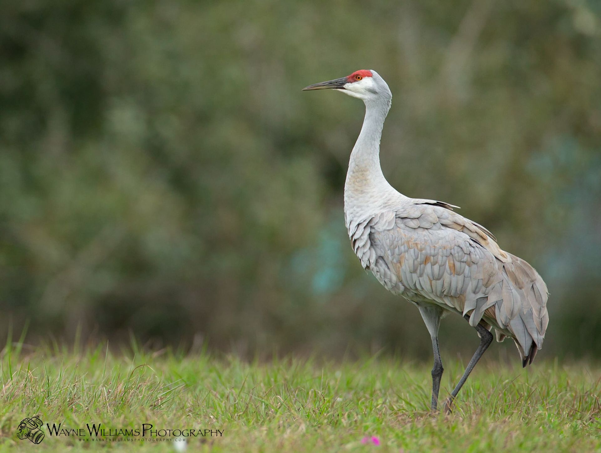 A black and white bird perched on a rock