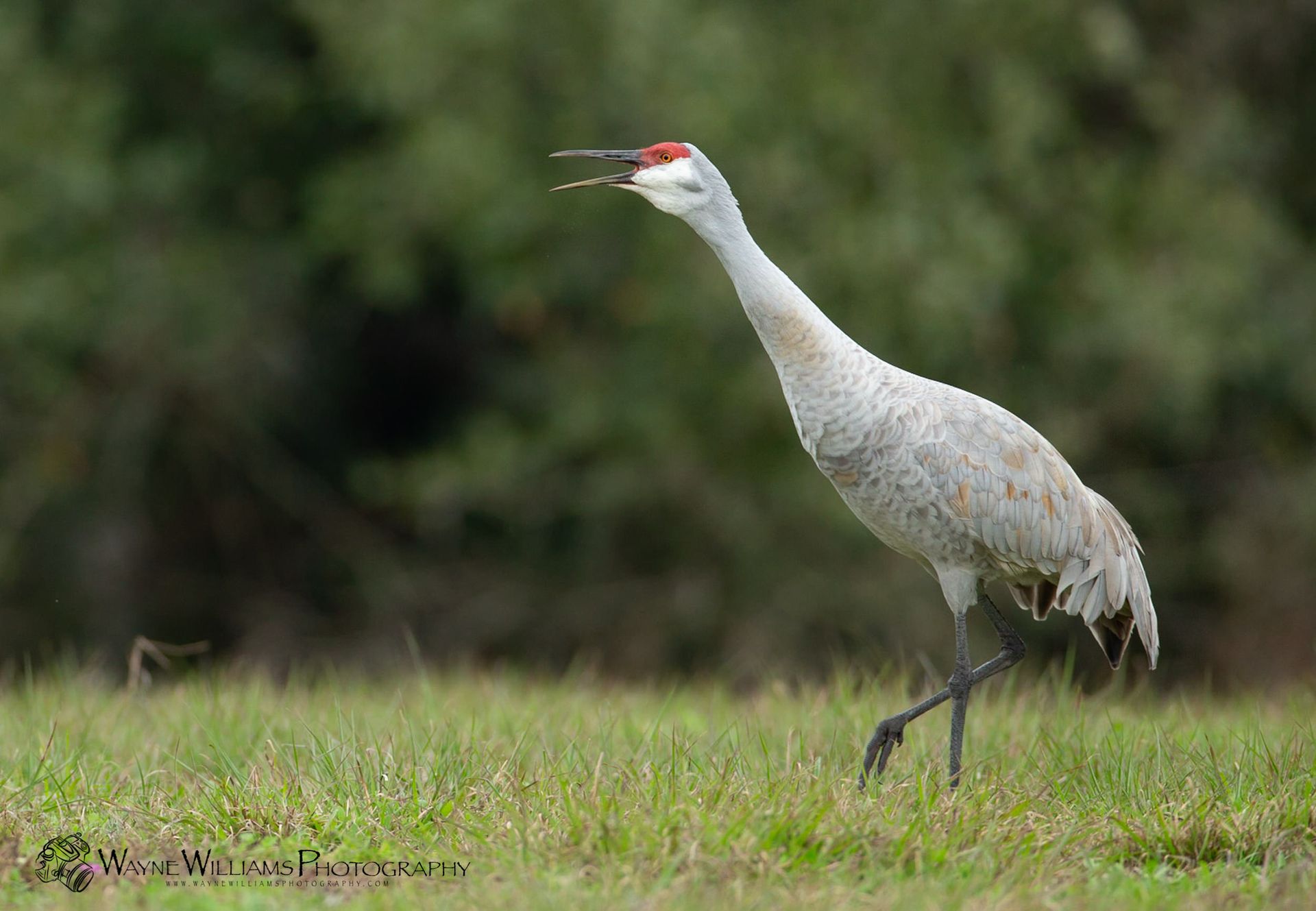 A sandhill crane is standing in the grass with its beak open.