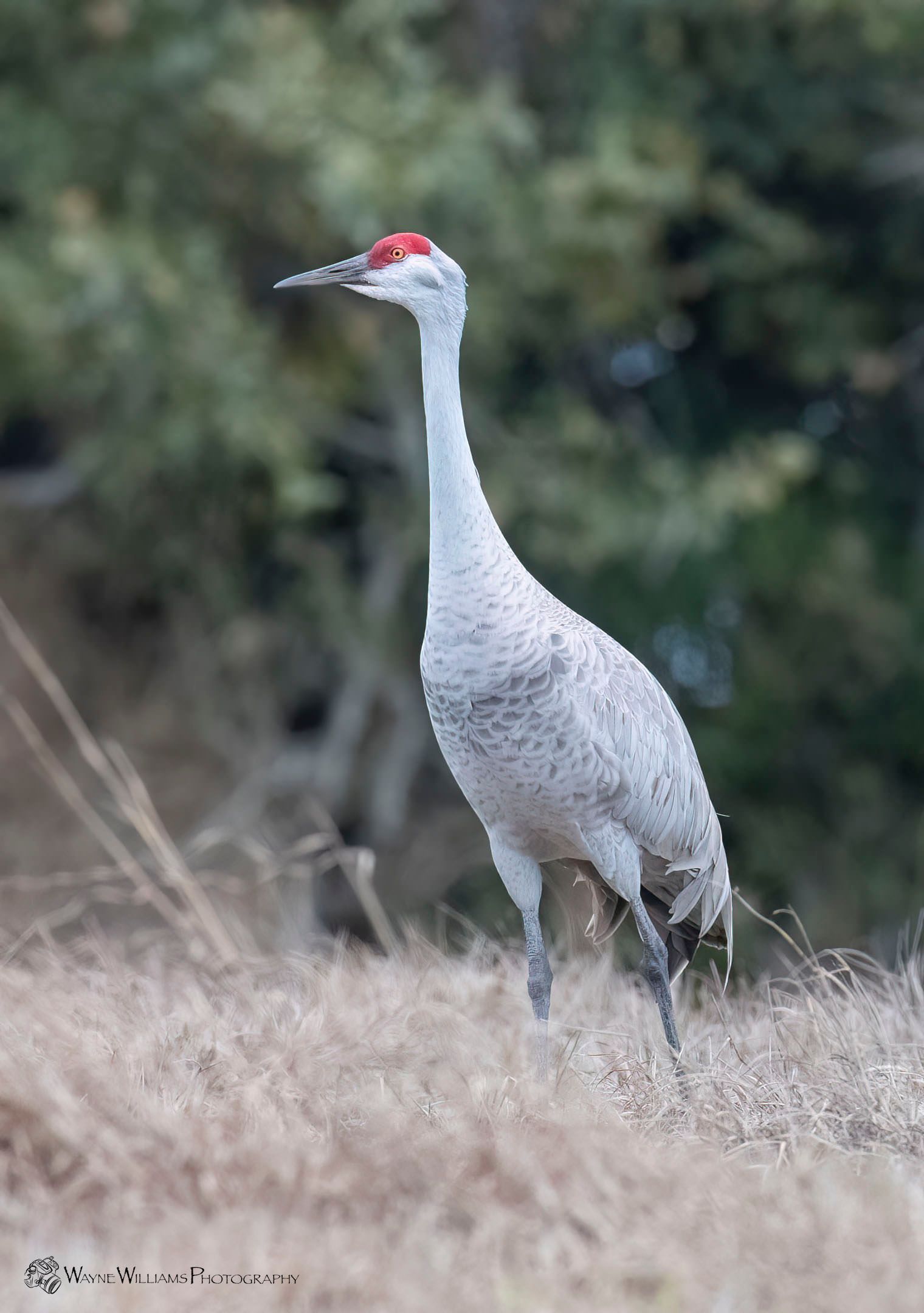 A crane with a red head is standing in the grass.