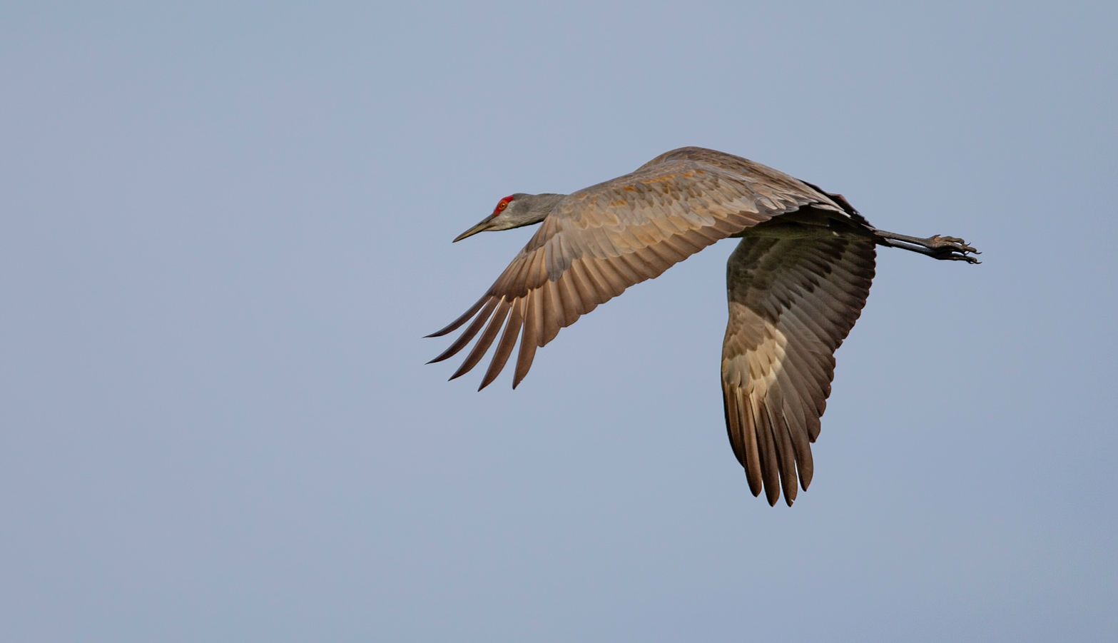 A bird is flying through a blue sky with its wings spread.