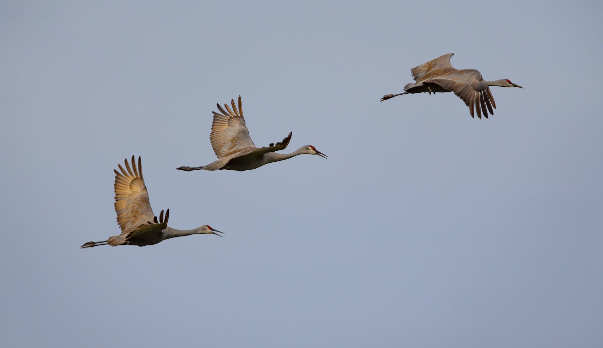 Three cranes are flying in a row in the sky.