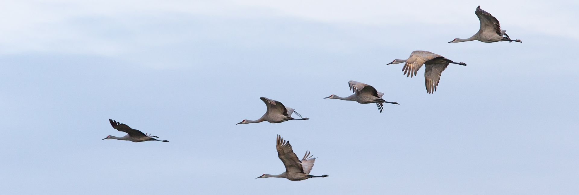 A flock of birds are flying in a row in the sky.