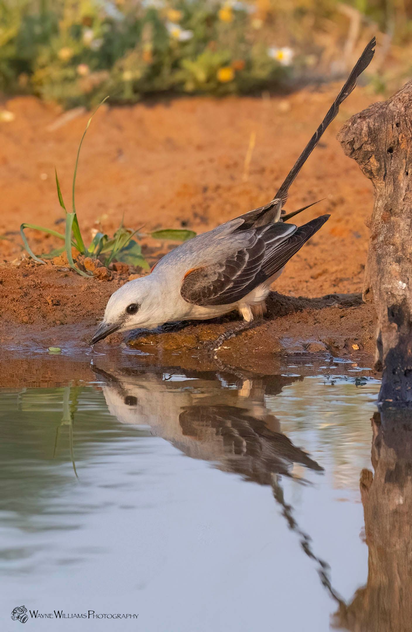 A bird is drinking water from a pond and its reflection is in the water.