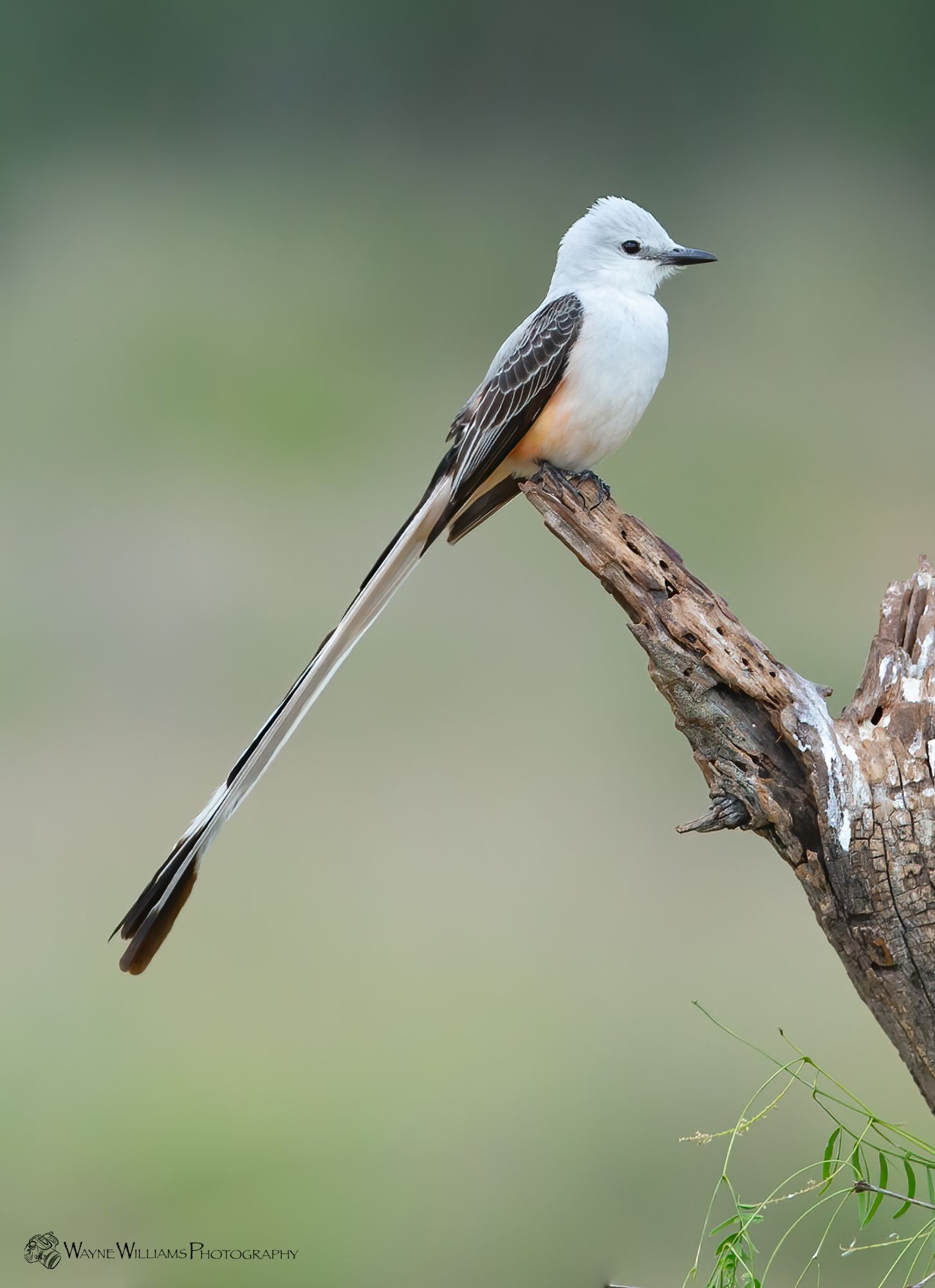 A white bird with a long tail is perched on a tree branch.