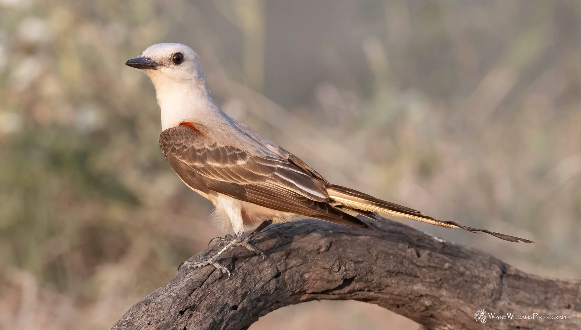 A small bird is perched on a tree branch.