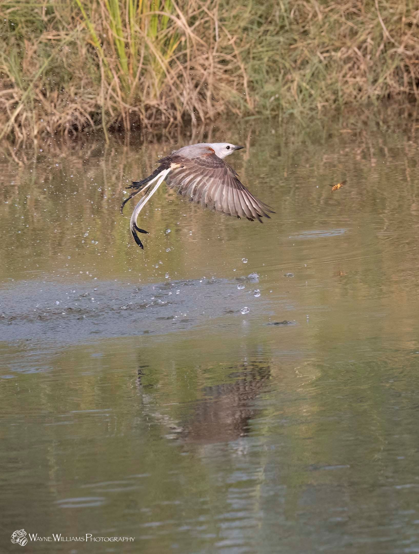 A bird is flying over a body of water.