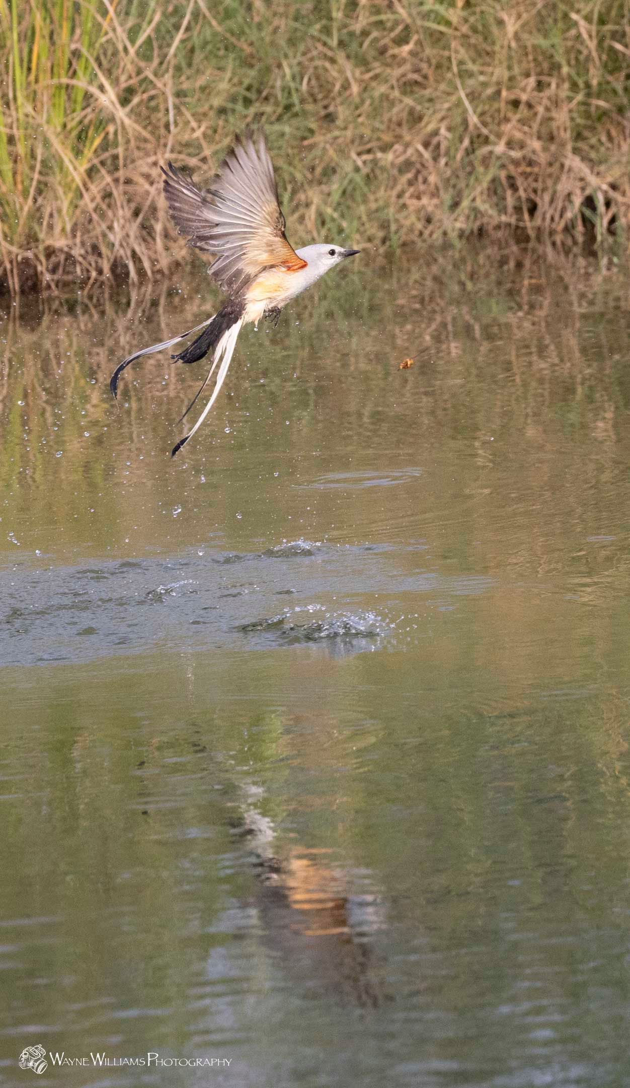 A bird is flying over a body of water.