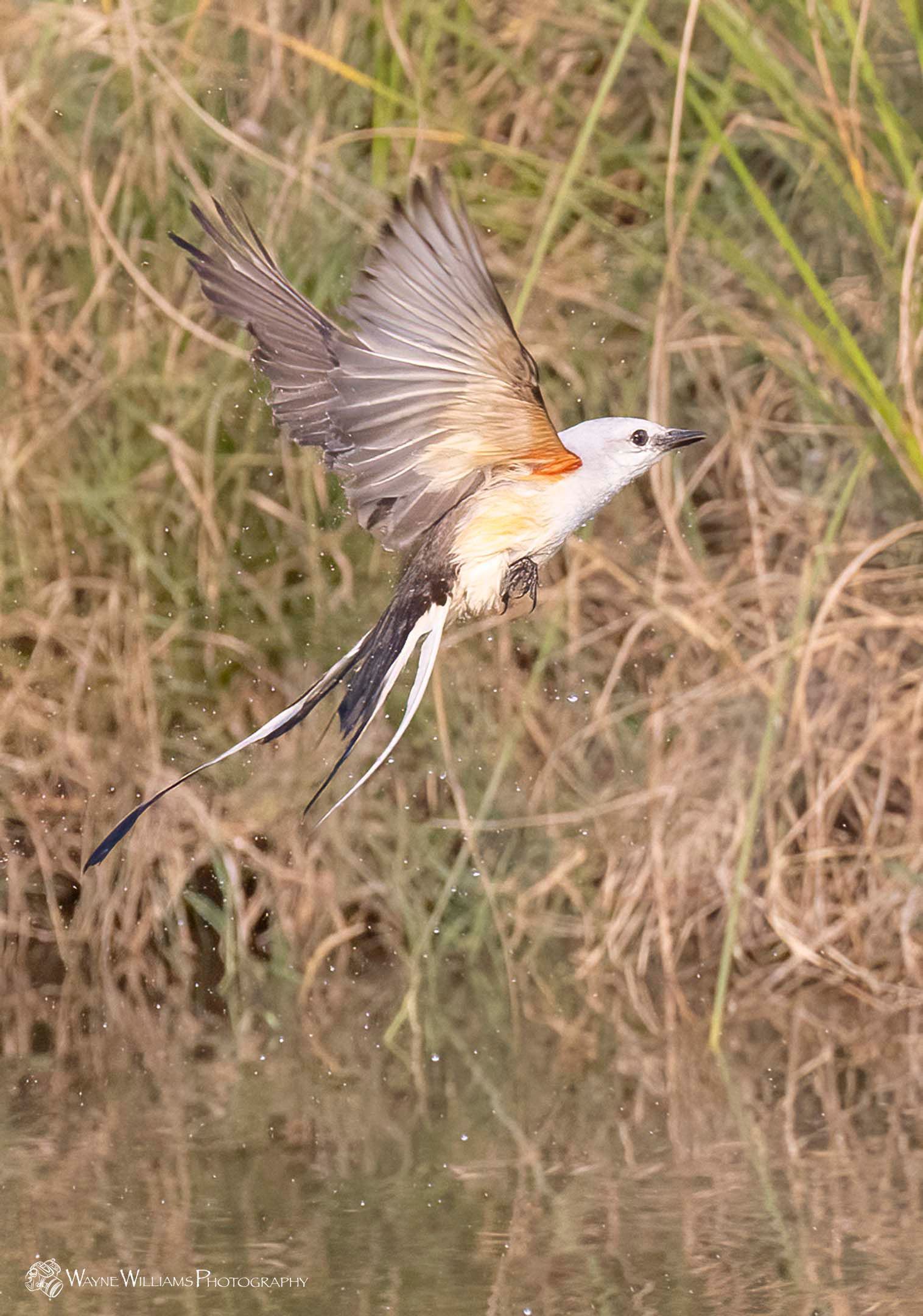 A bird with a long tail is flying over a body of water.