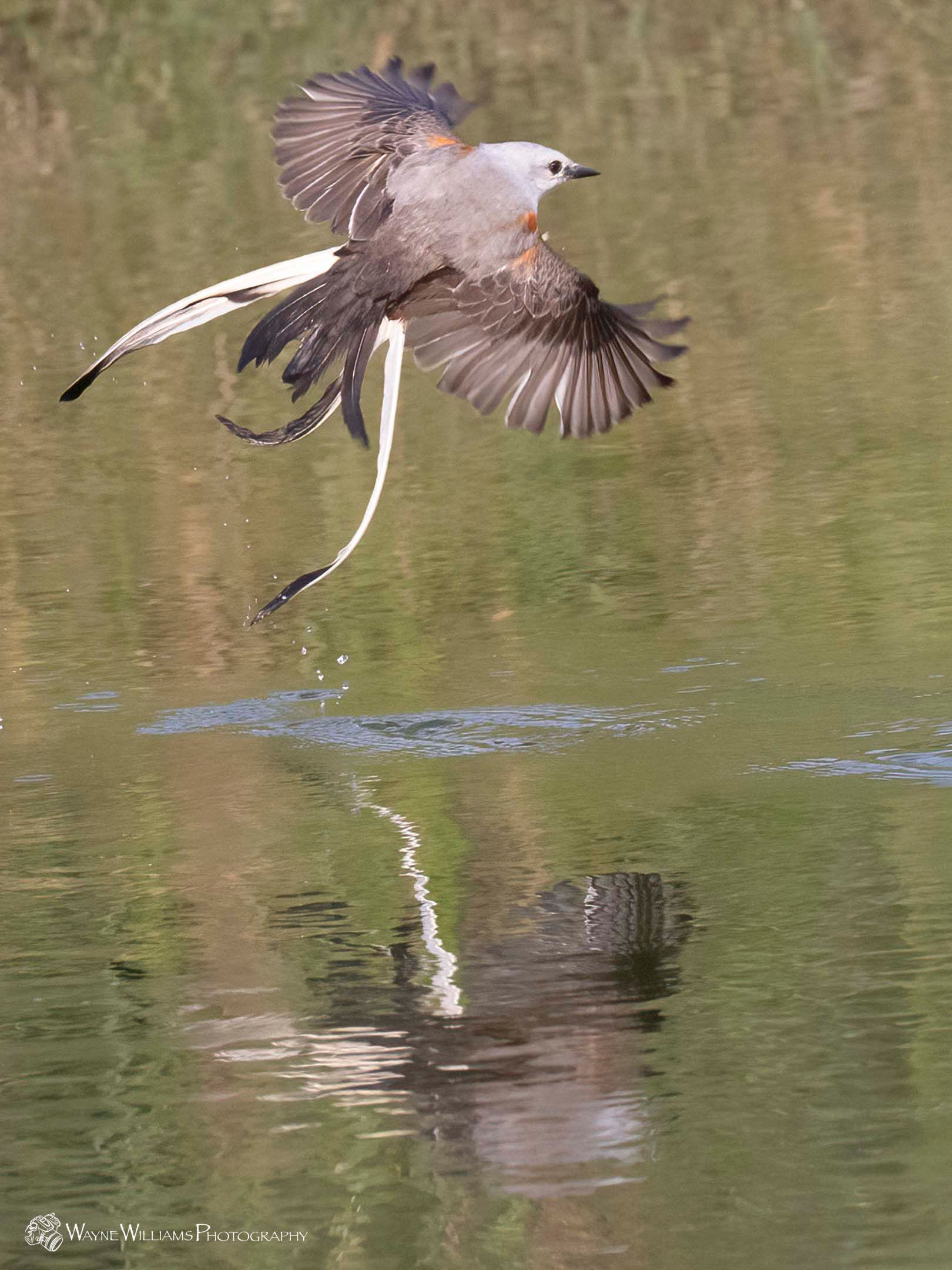 A bird is flying over a body of water.