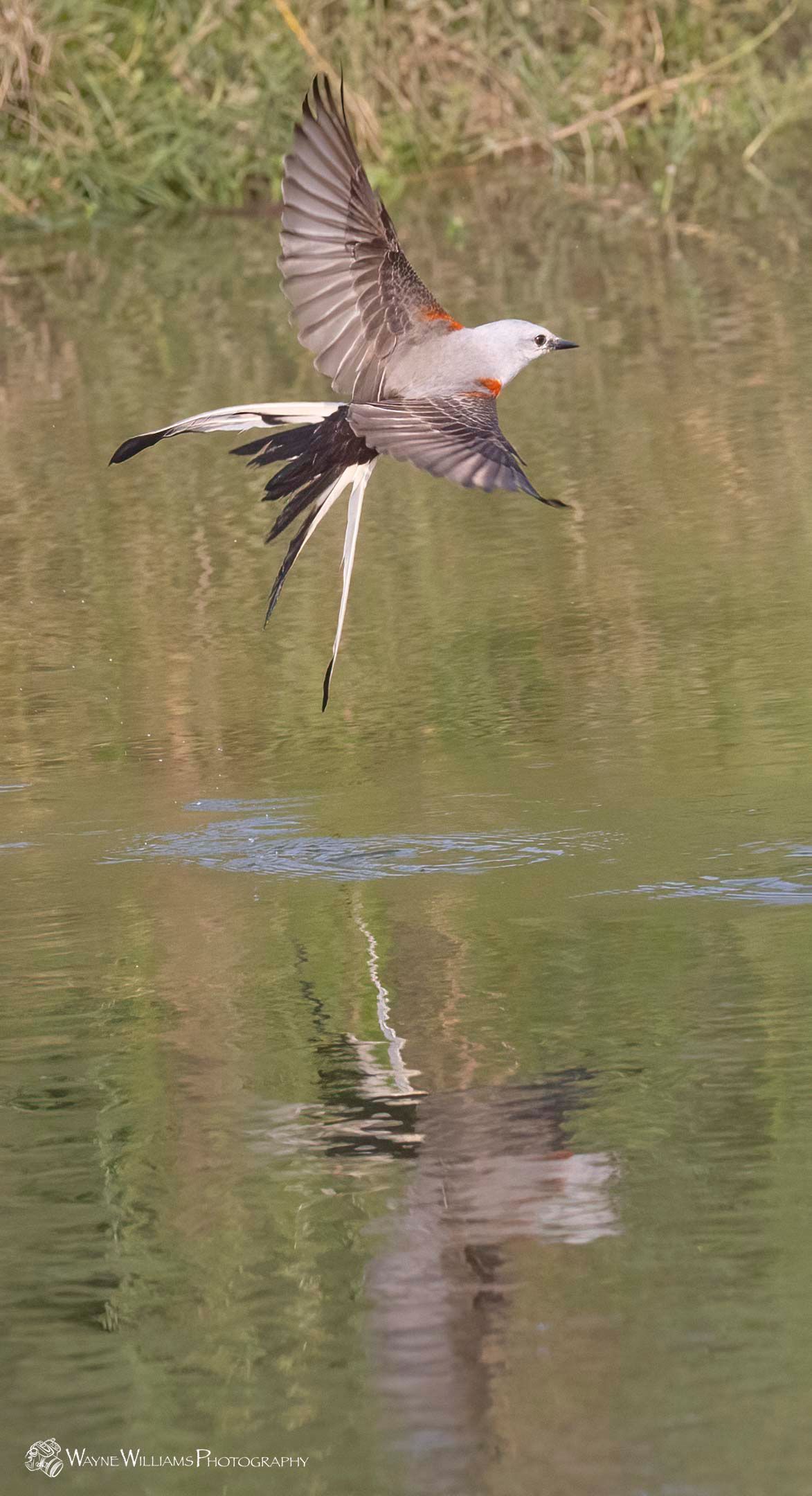 A bird is flying over a body of water.