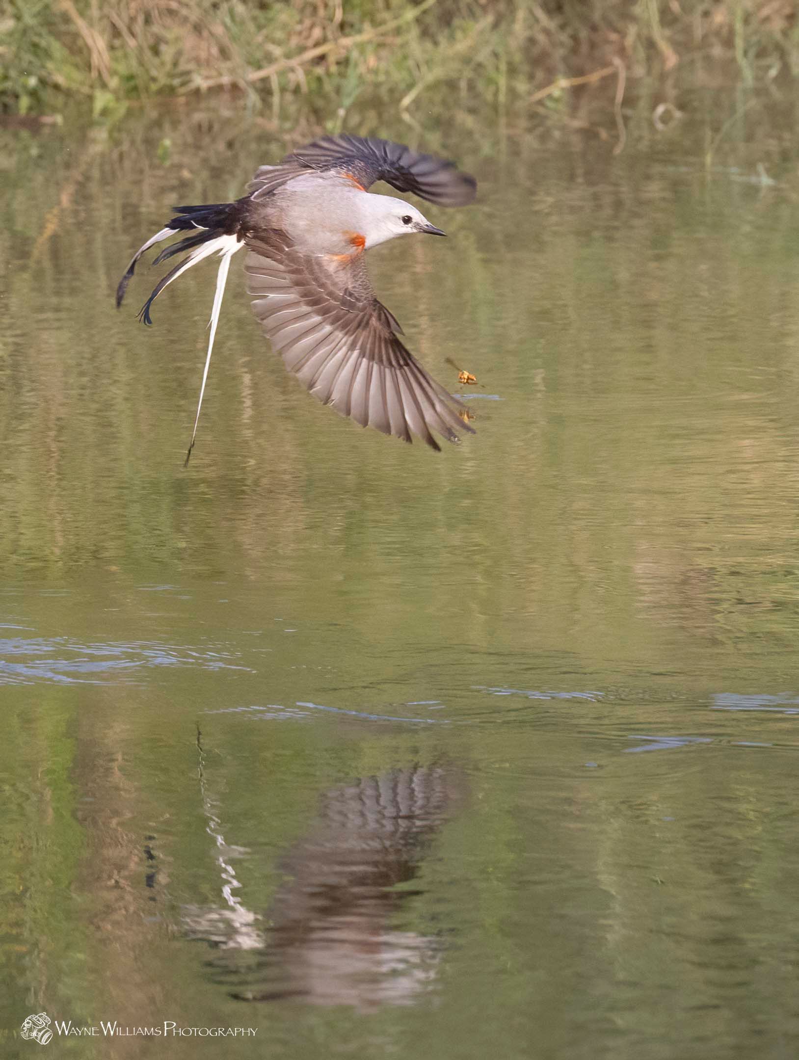 A bird is flying over a body of water.