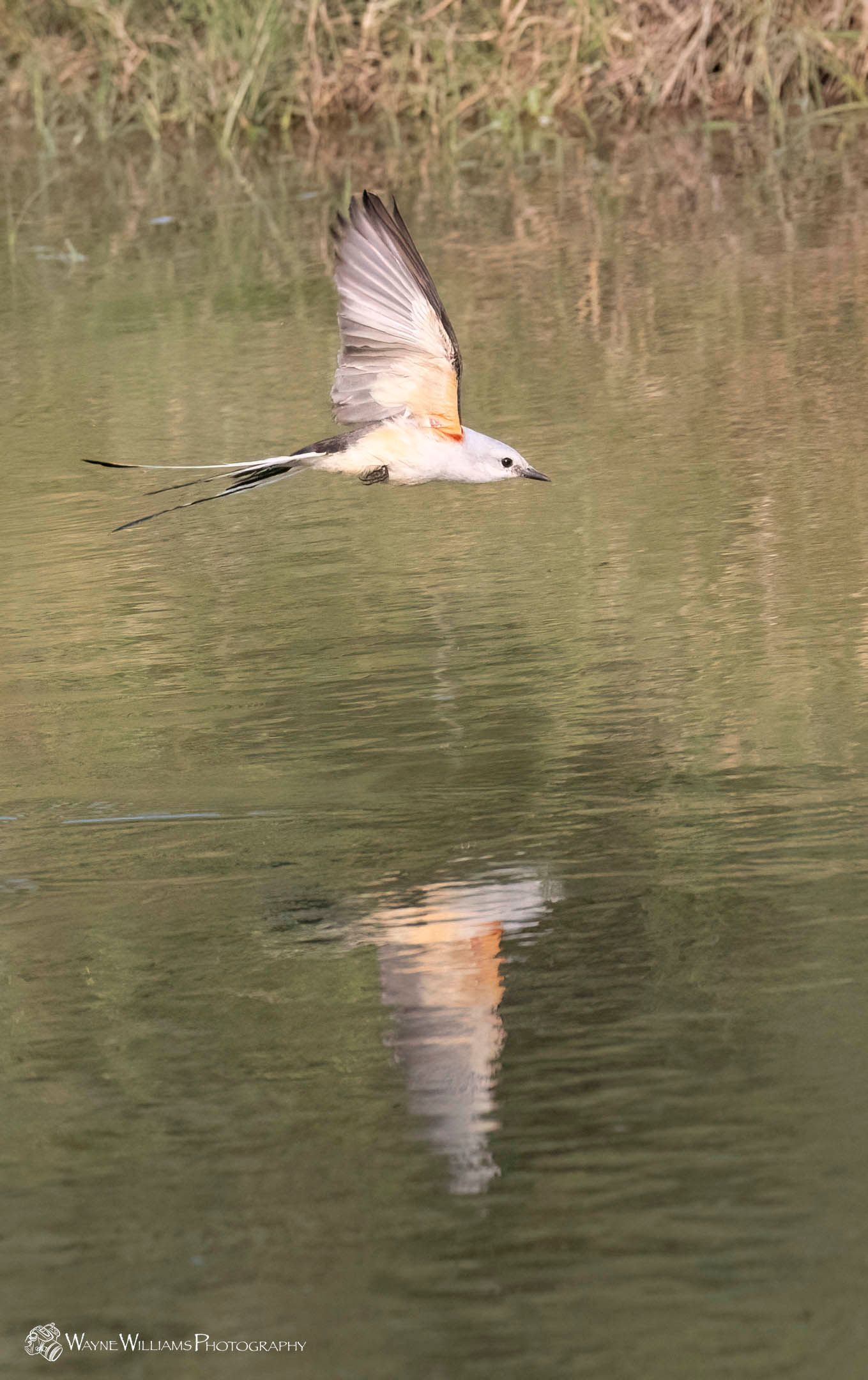 A bird is flying over a body of water.